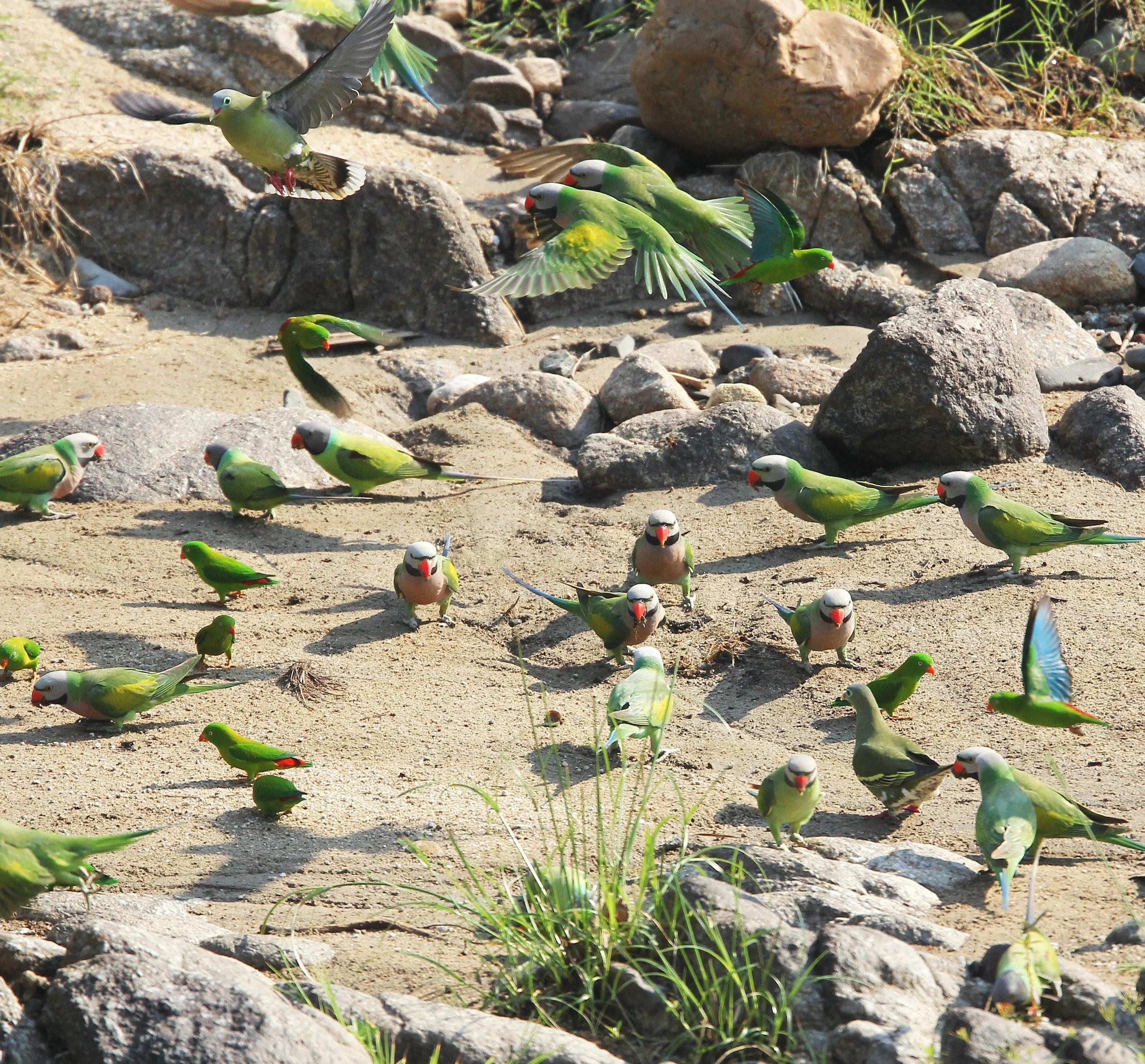 BIRD - PARAKEET - RED BREASTED, GREY-HEADED PARAKEETS & VERNAL HANGING PARROT -  HUAI KHA KHAENG NATURE RESERVE - THAILAND (52).JPG