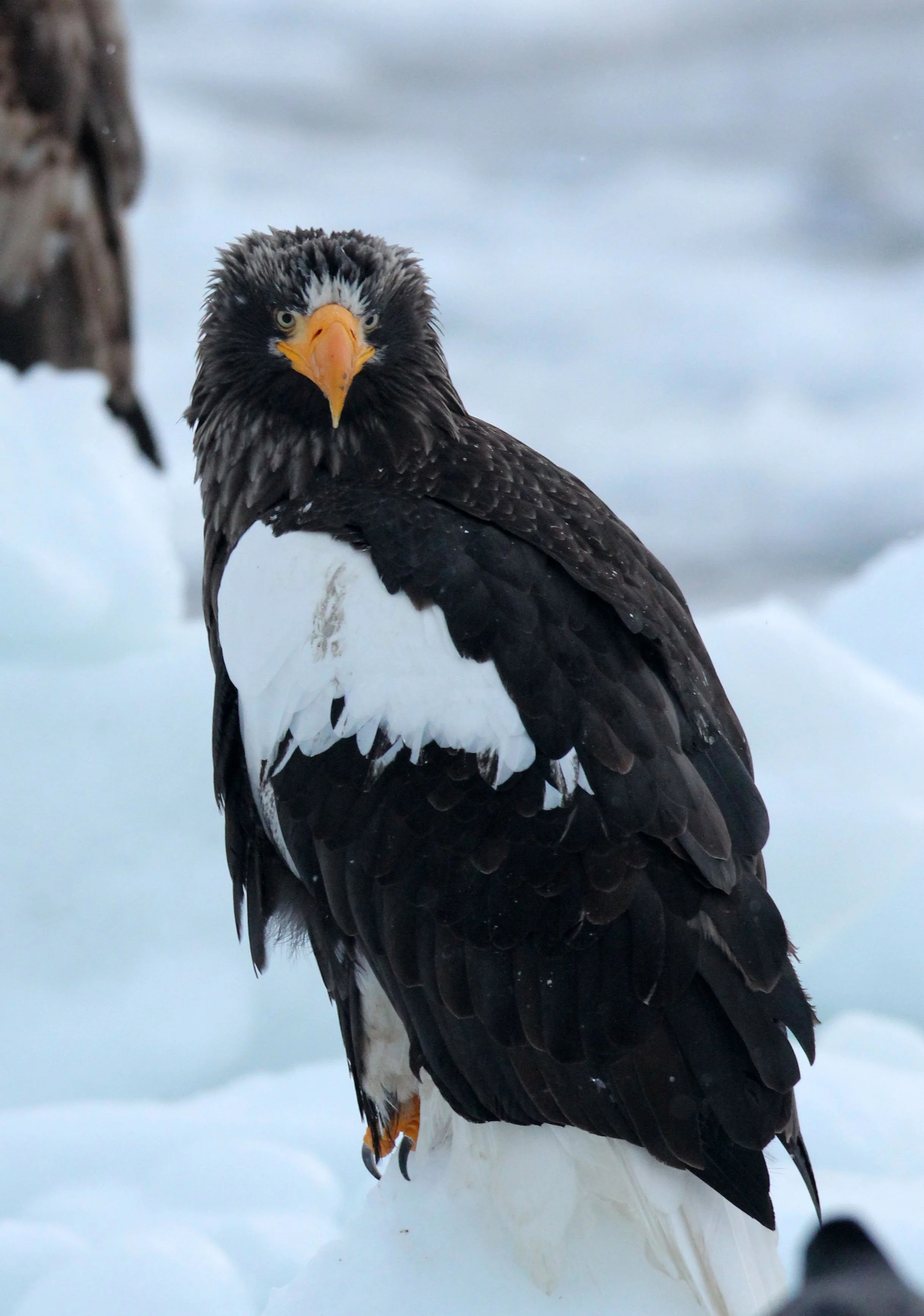 BIRD - EAGLE - STELLER'S SEA EAGLE - RAUSU, SHIRETOKO PENINSULA, HOKKAIDO JAPAN (136).JPG