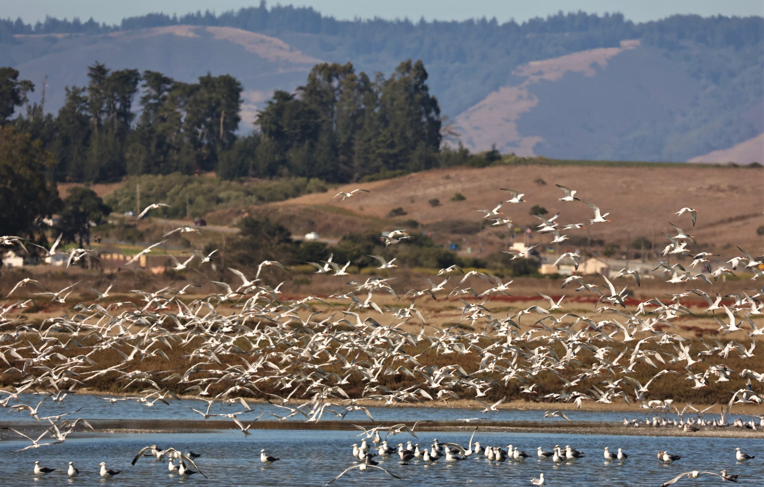 Thalasseus elegans - ELEGANT TERN - WITH FORSTER'S AS WELL - ELKHORN SLOUGH MOSS LANDING CALIFORNIA AUGUST 2022 (448).jpg