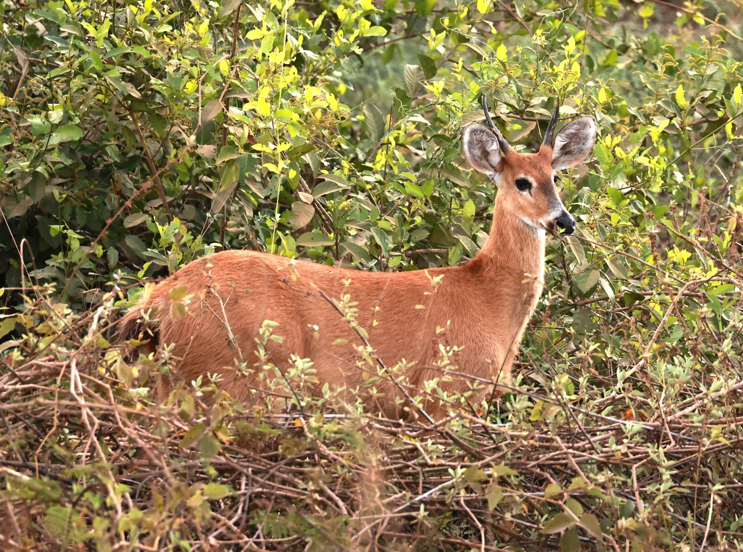 Blastocerus dichotomus - Marsh Deer - Northern Transpantaneira Pantanal (5).JPG