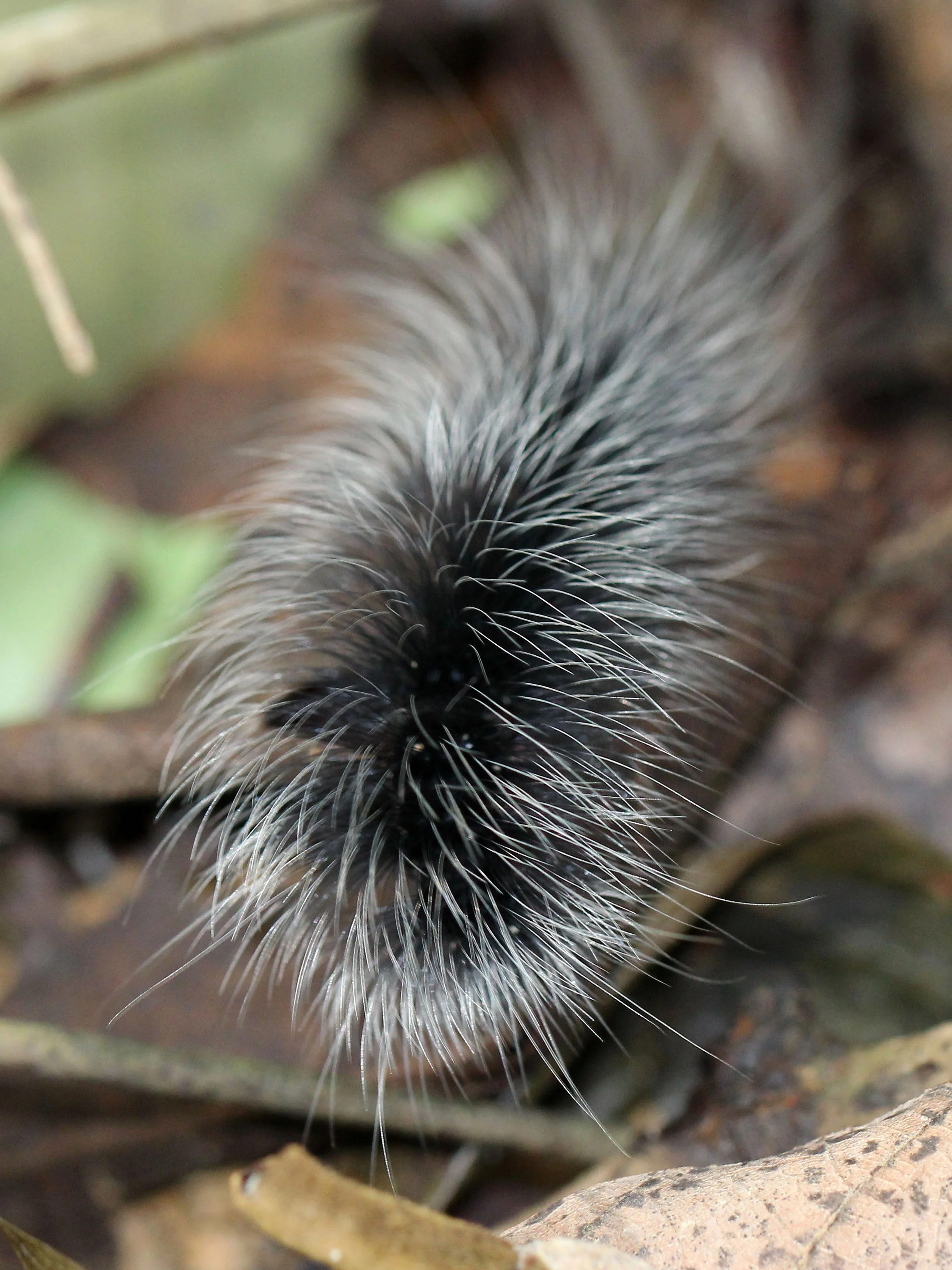 KOH LANTA JULY 2016KOH LANTA JULY 2016_9247.JPG