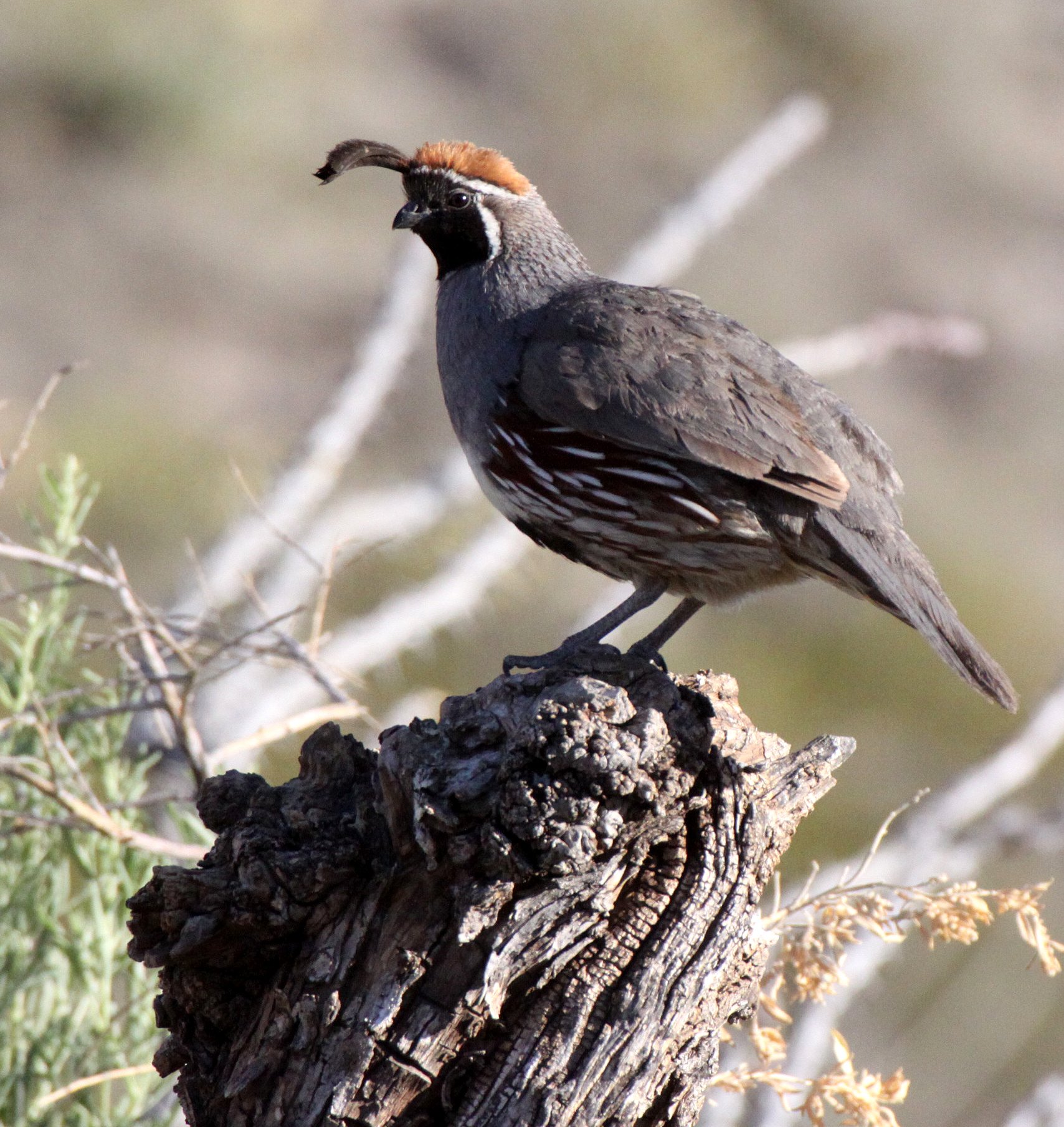 BIRD - QUAIL - GAMBEL'S QUAIL - FRANKLIN MOUNTAINS STATE PARK TEXAS (21).JPG