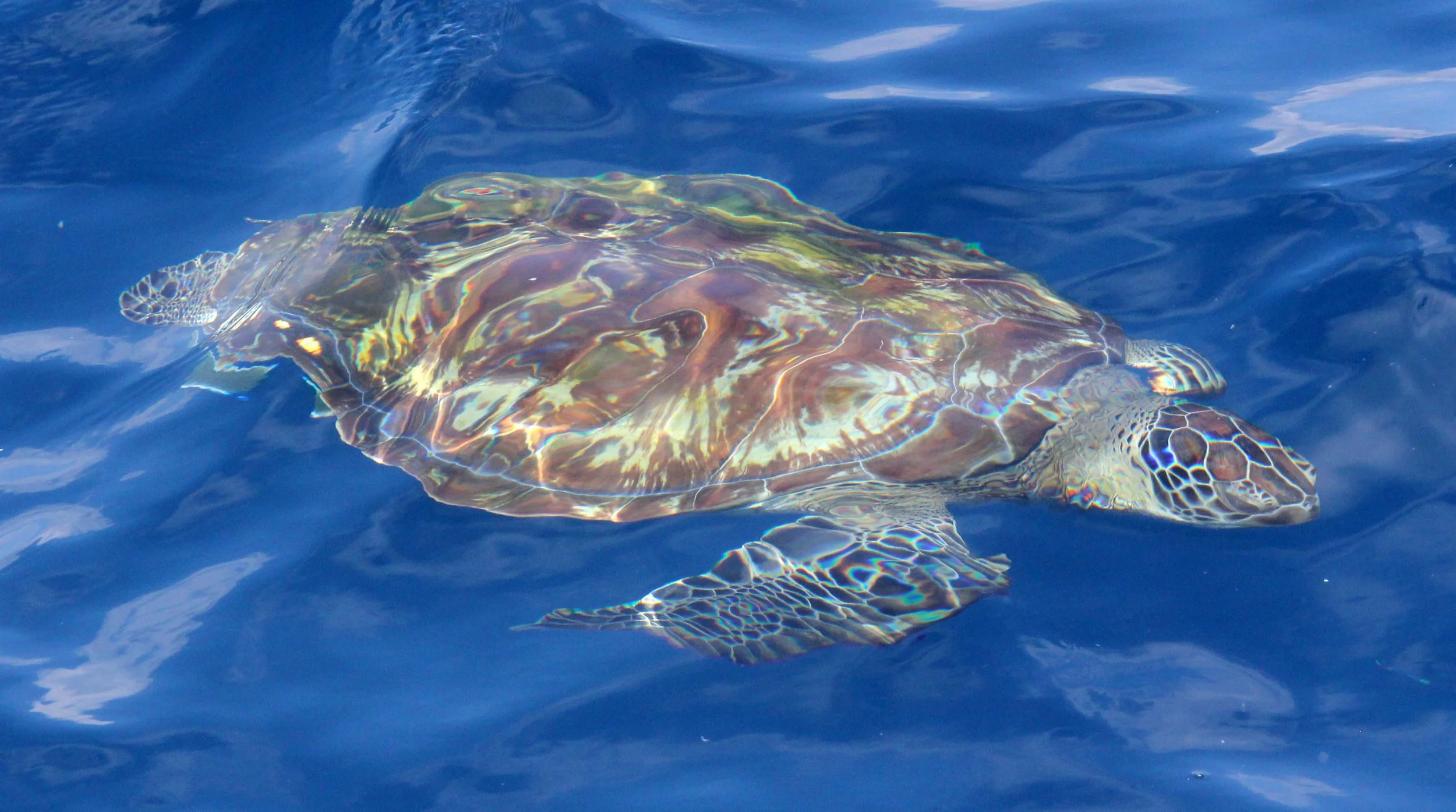 Eretmochelys imbricata - Hawksbill Turtle - SIMILANS 2014 (25).JPG
