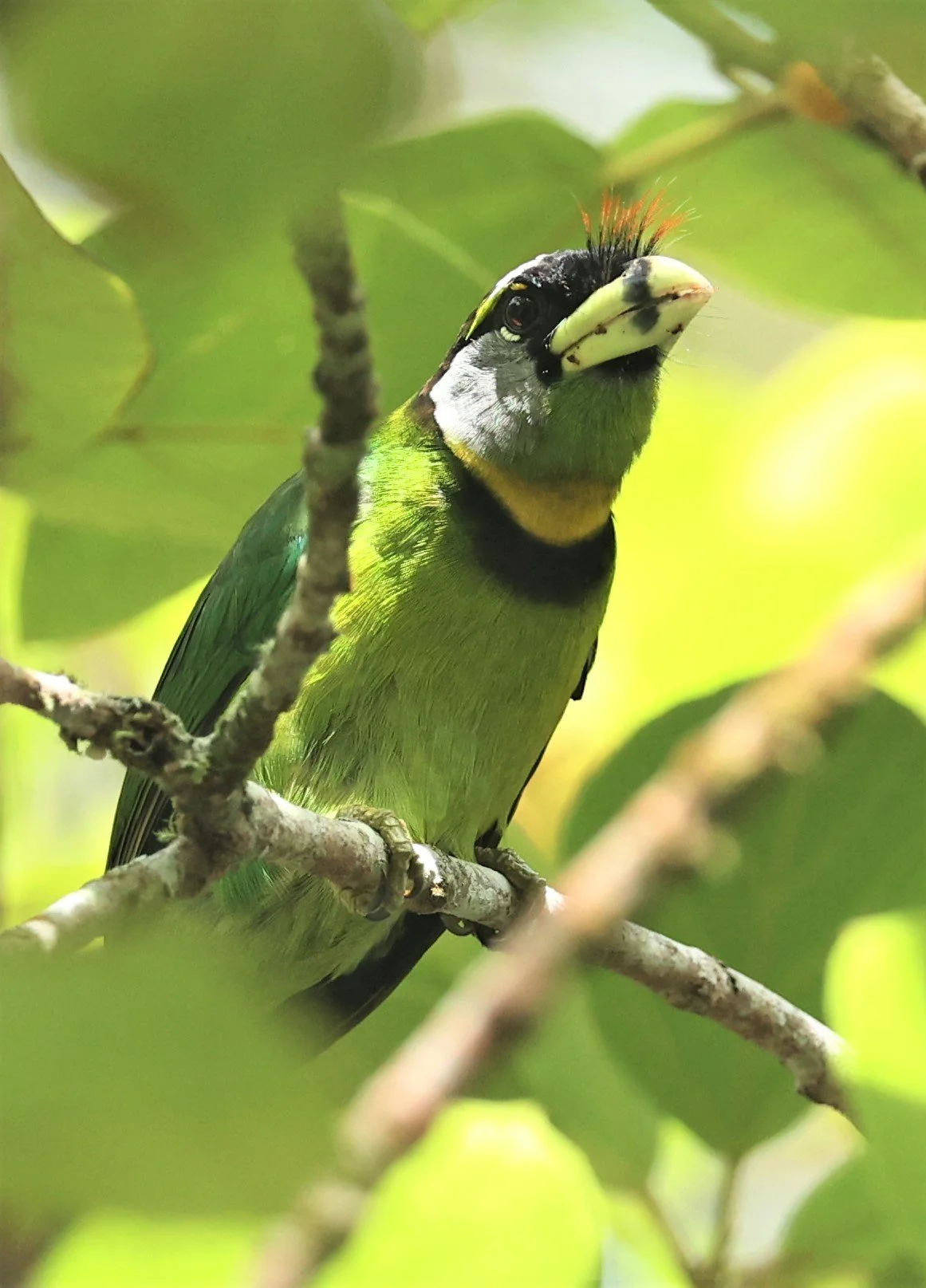 Psilopogon pyrolophus - FIRE-TUFTED BARBET - FRASER'S HILL, MALAYSIA JUNE 2022 (49).jpg