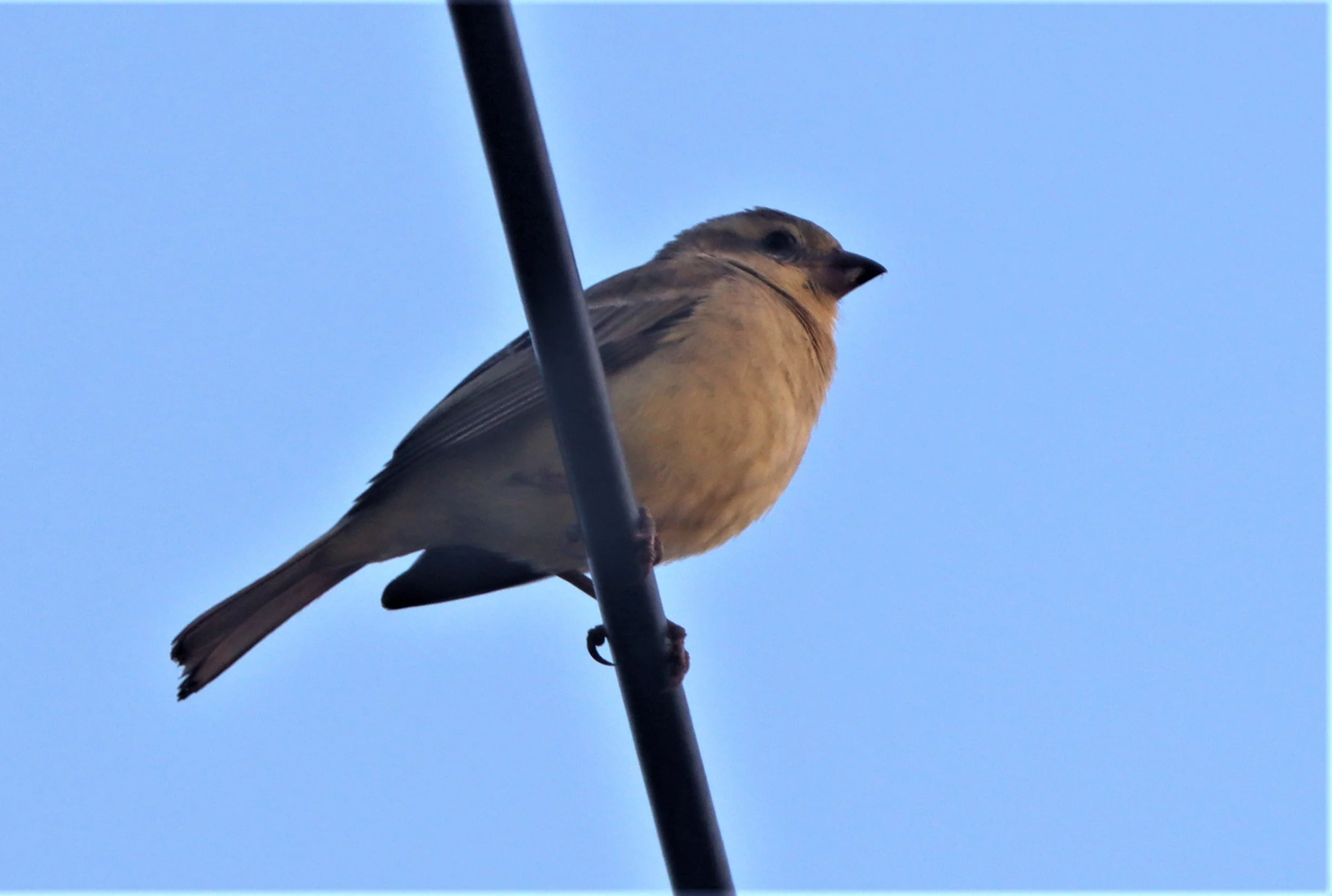 Plain-backed Sparrow (Passer flaveolus) Lat Krabang Wetlands Near Bangkok (9).jpg