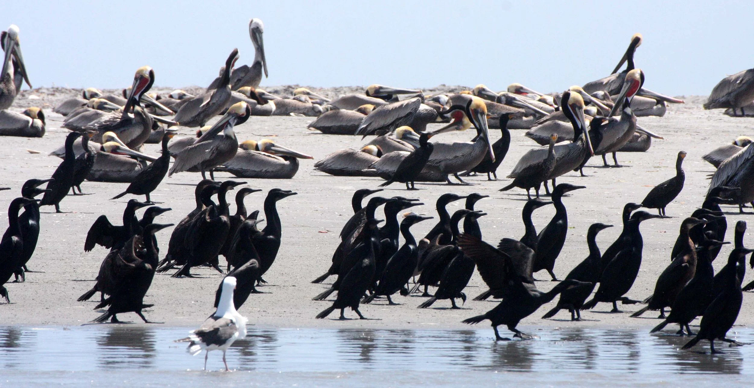 Pelecanus occidentalis - BROWN PELICAN - WITH BRANDT'S AND PELAGIC CORMORANTS - SAN IGNACIO LAGOON BAJA MEXICO (6).JPG