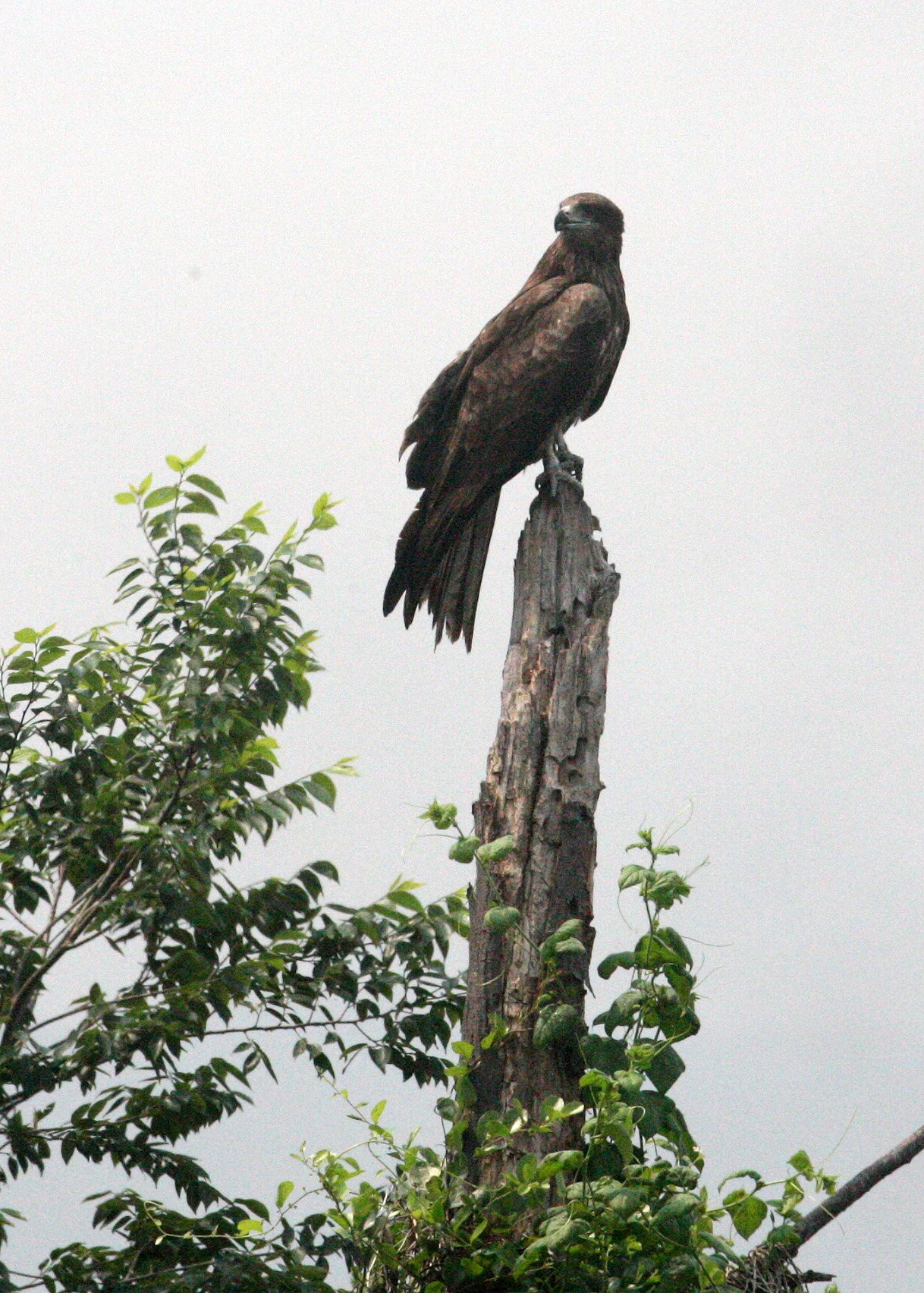 Milvus migrans lineatus - BLACK-EARED KITE - MAI PO WETLANDS HONG KONG (17).JPG
