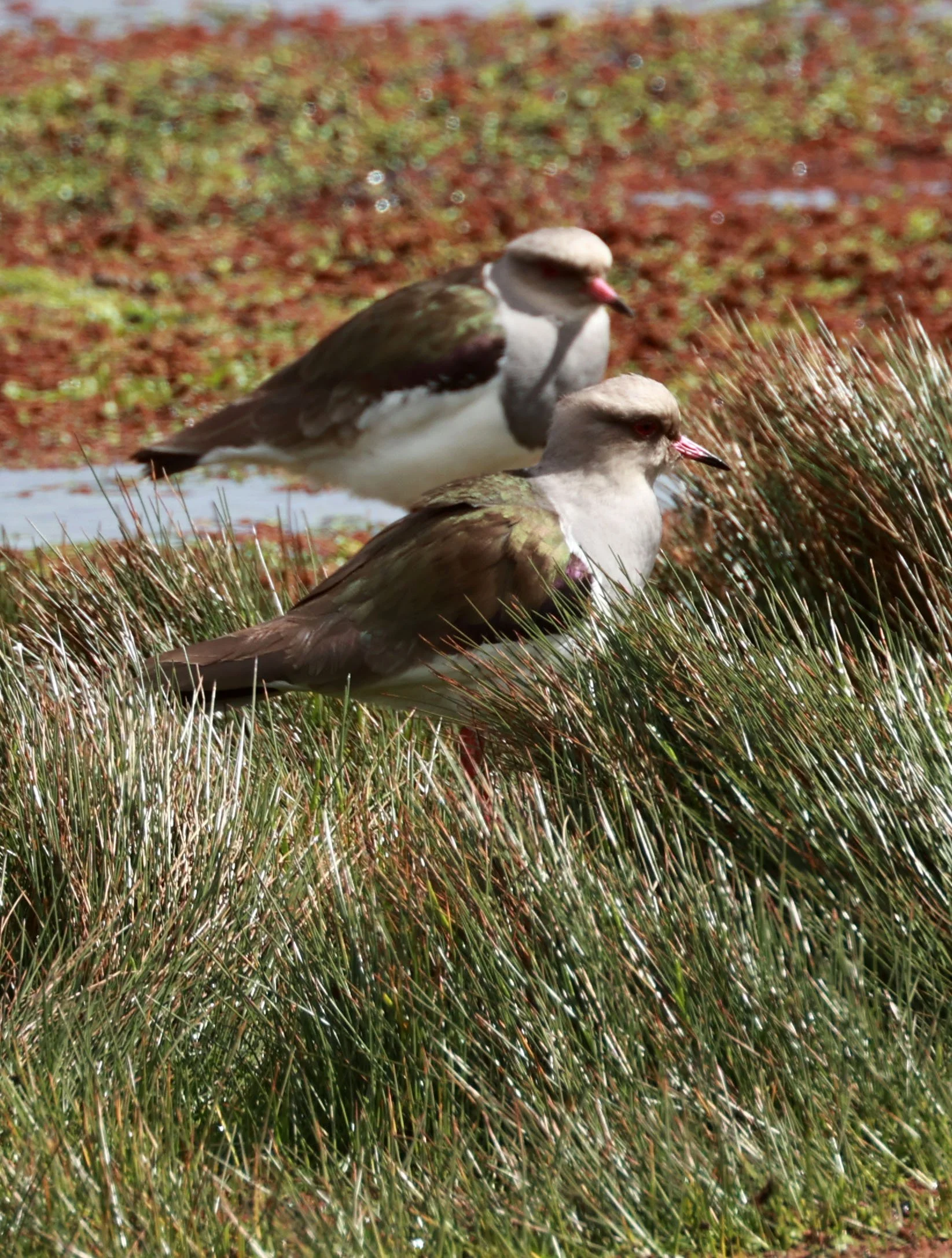 Lapwing - Andean Lapwing - Vanellus resplendens - Antisana National Park, Eastern Andes Ecuador (11).jpg