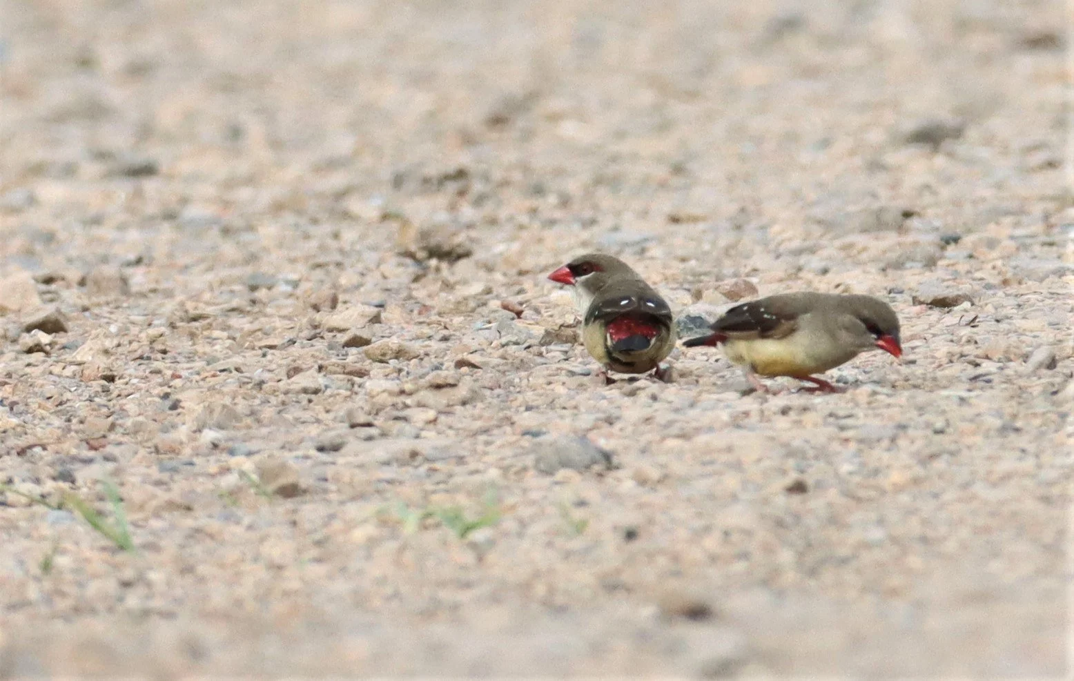 RED AVADAVAT - Amandava amandava - LAT KRABANG WETLANDS THAP YAO  (12).jpg