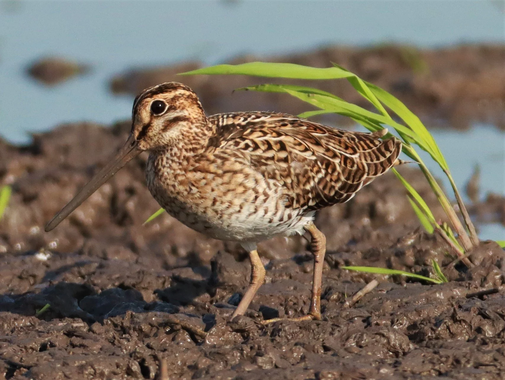 SNIPE - PINTAIL SNIPE - Gallinago stenura - PATHUM THANI RICE RESEARCH CENTER AUGUST 24 2021 (220).jpg