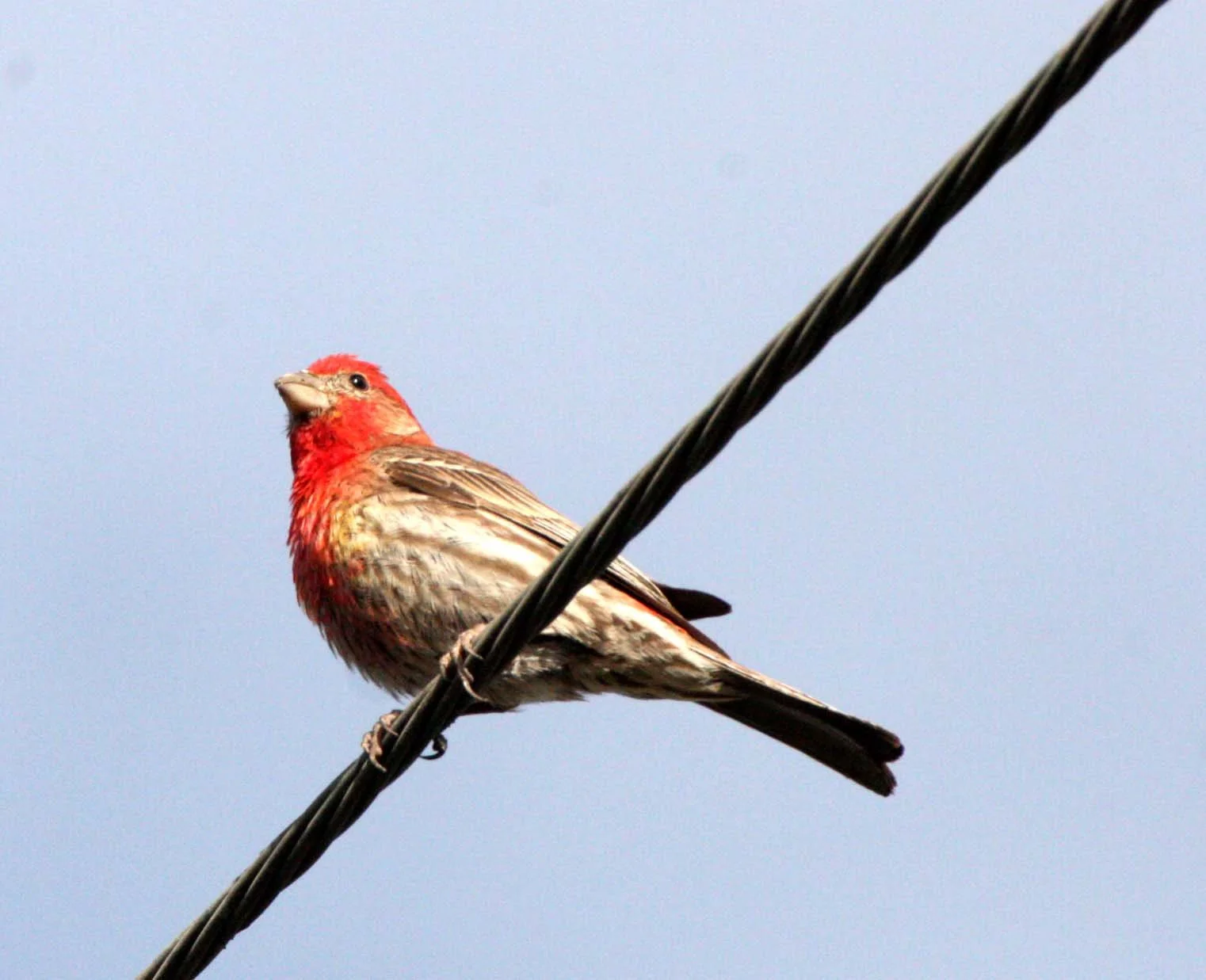 House Finch (Haemorhous mexicanus) Loreto Baja Mexico (1).JPG