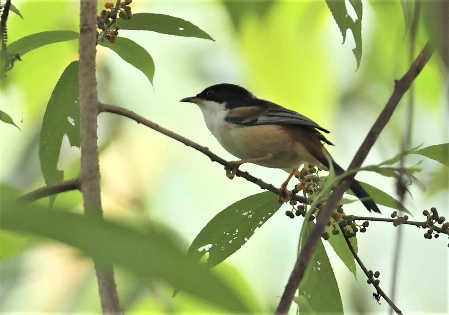 SIBIA - RUFOUS-BACKED SIBIA - Leioptila annectens - DOI LANG WEST, DOI PHA HOM KHA NP, CHIANG MAI DEC 2021 (10).jpg