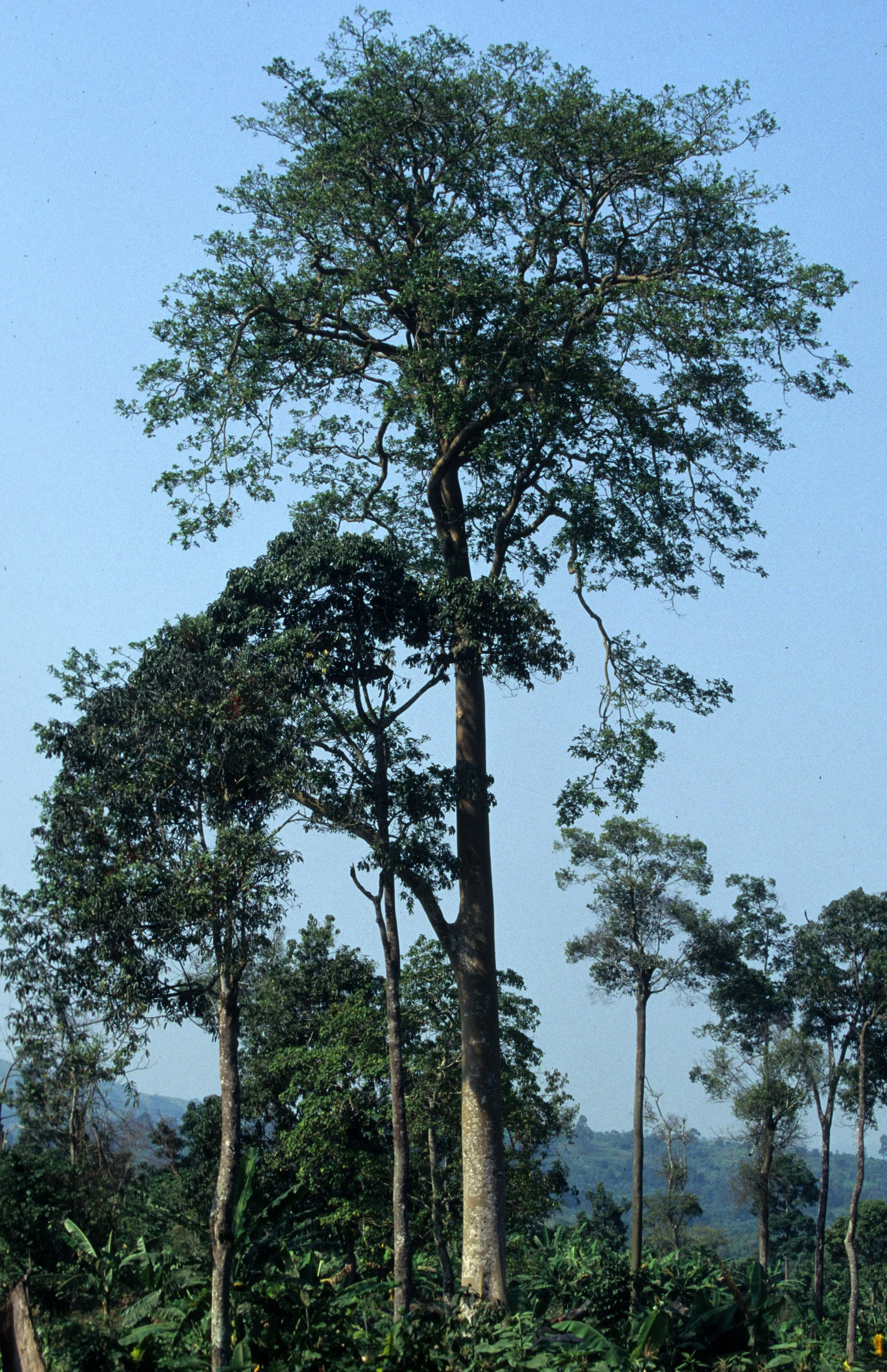 UGANDA - DEFORESTATION REMNANTS.jpg