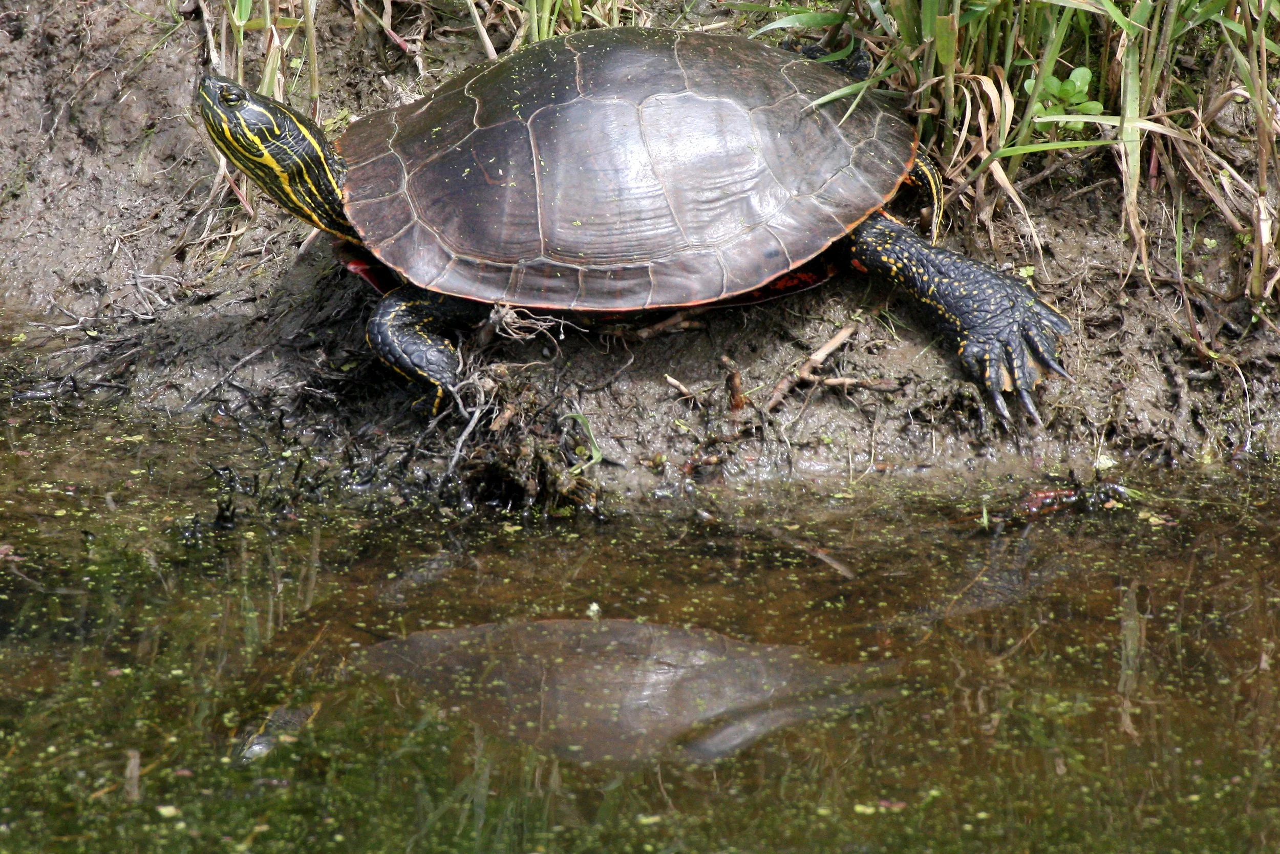 Order Testudines - Turtles — Coke Smith Wildlife