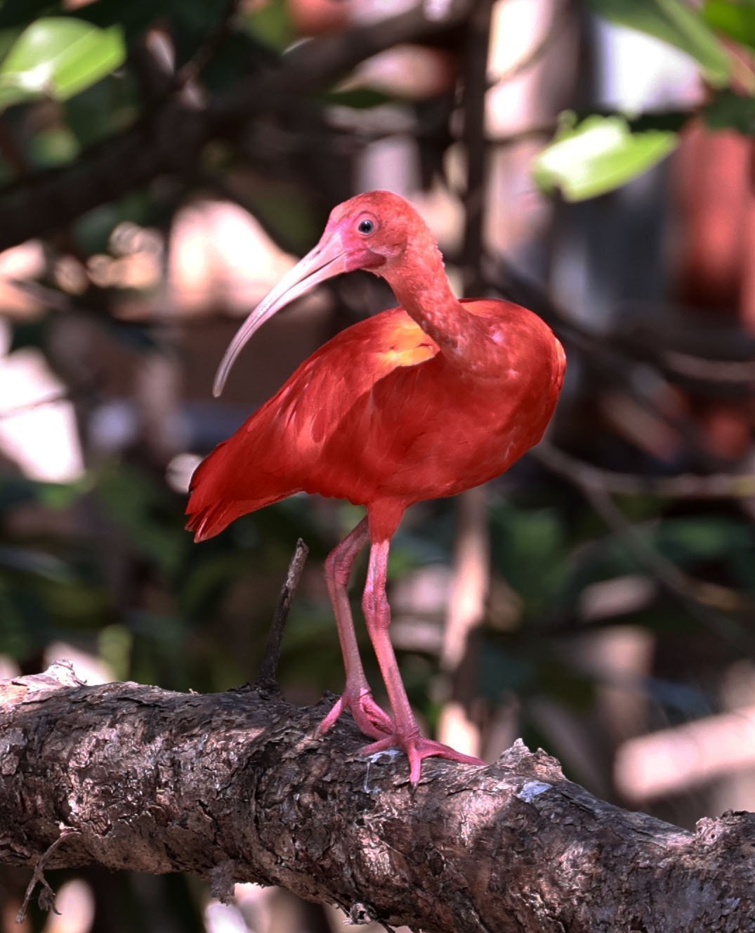 Ibis - Scarlet Ibis - Eudocimus ruber - 29 Songkaow Cafe, Chachoengsao Thailand (18).jpg