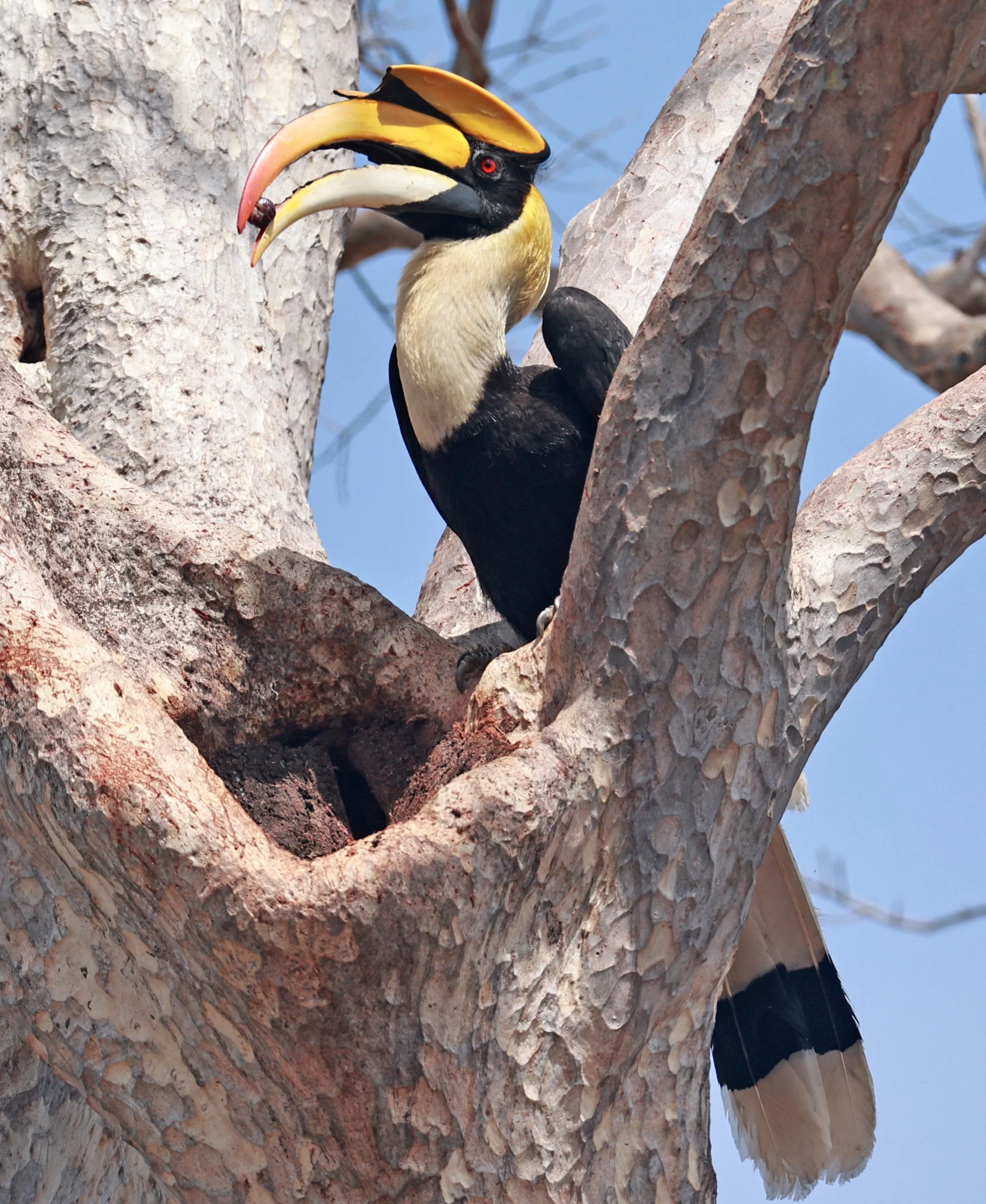 Great hornbill (Buceros bicornis) Pak Chong Mu Si Municipality Feb 2026 (45).jpg