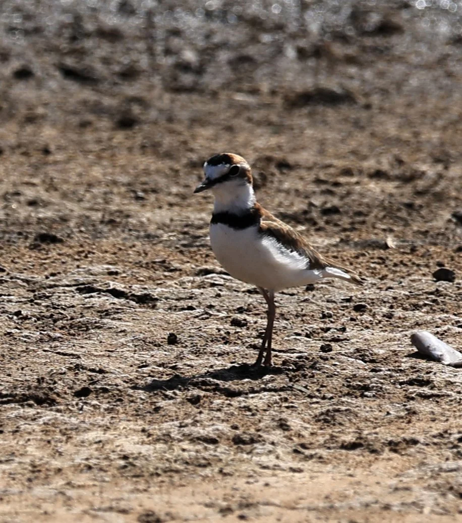 Collared Plover (Anarhynchus collaris) Chaco Lodge & Laguna Salada Paraguay (5).jpg