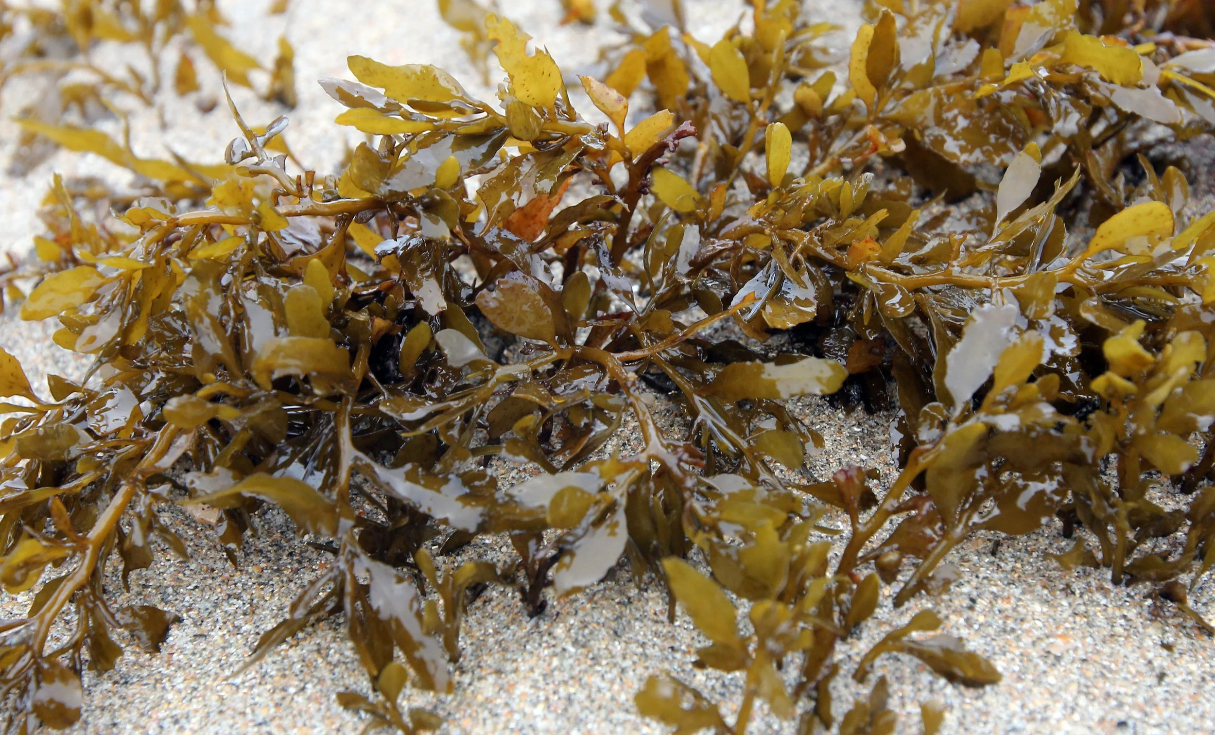 2015 Koh Lanta Summer Misc Images (1177).JPG