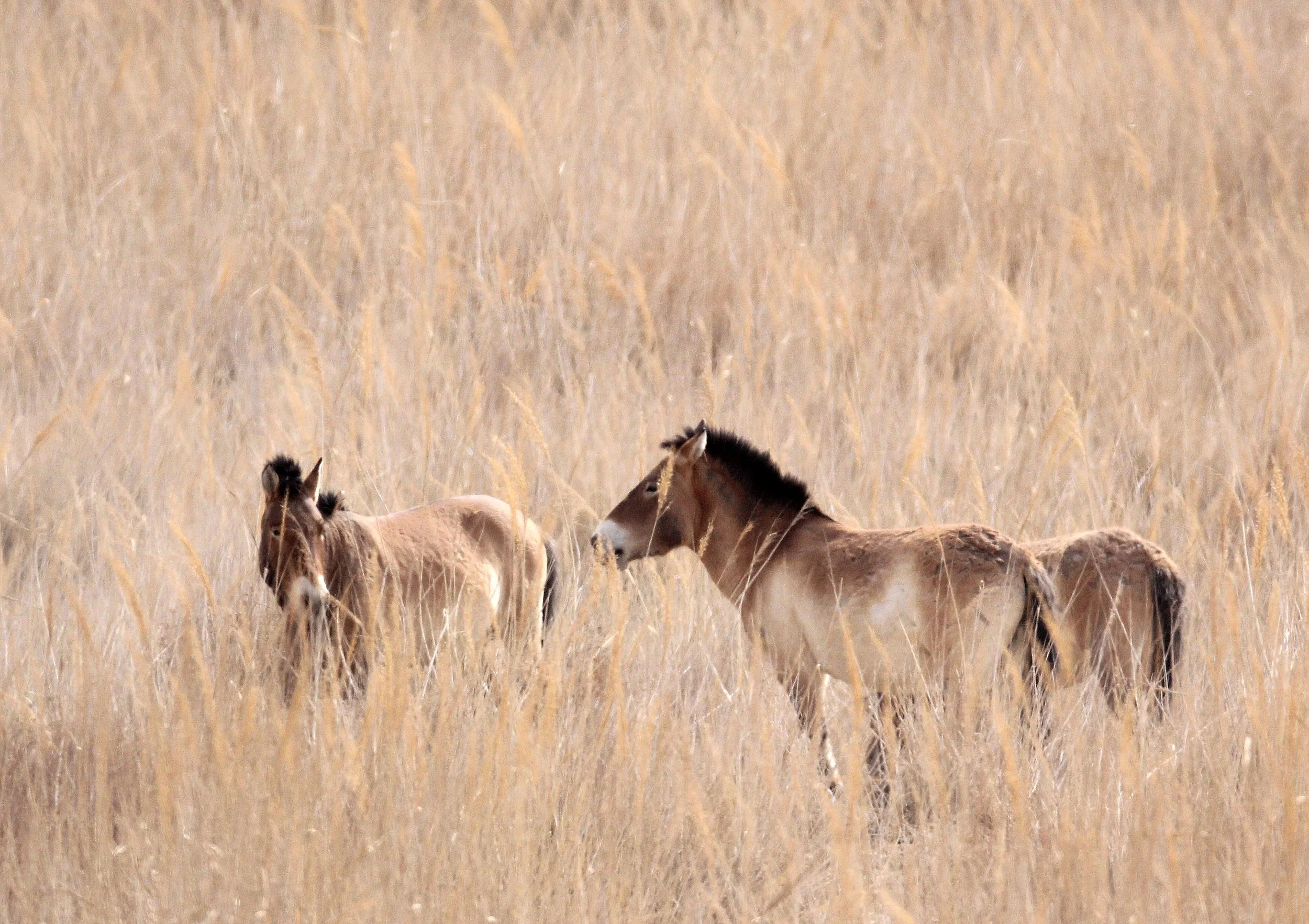 Equus ferus przewalskii - PRZEWALSKI'S HORSE - DUNHUANG XIFU NATIONAL NATURE RESERVE - GANSU CHINA  (29).JPG