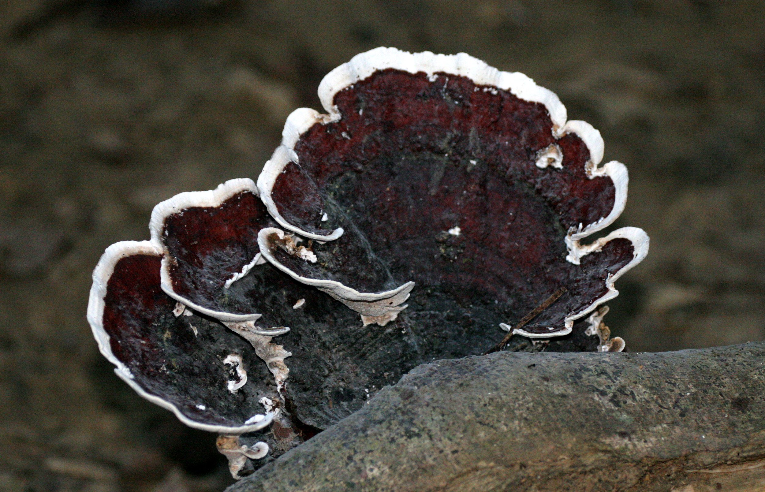 TABIN WILDLIFE RESERVE BORNEO - FUNGUS SPECIES.JPG
