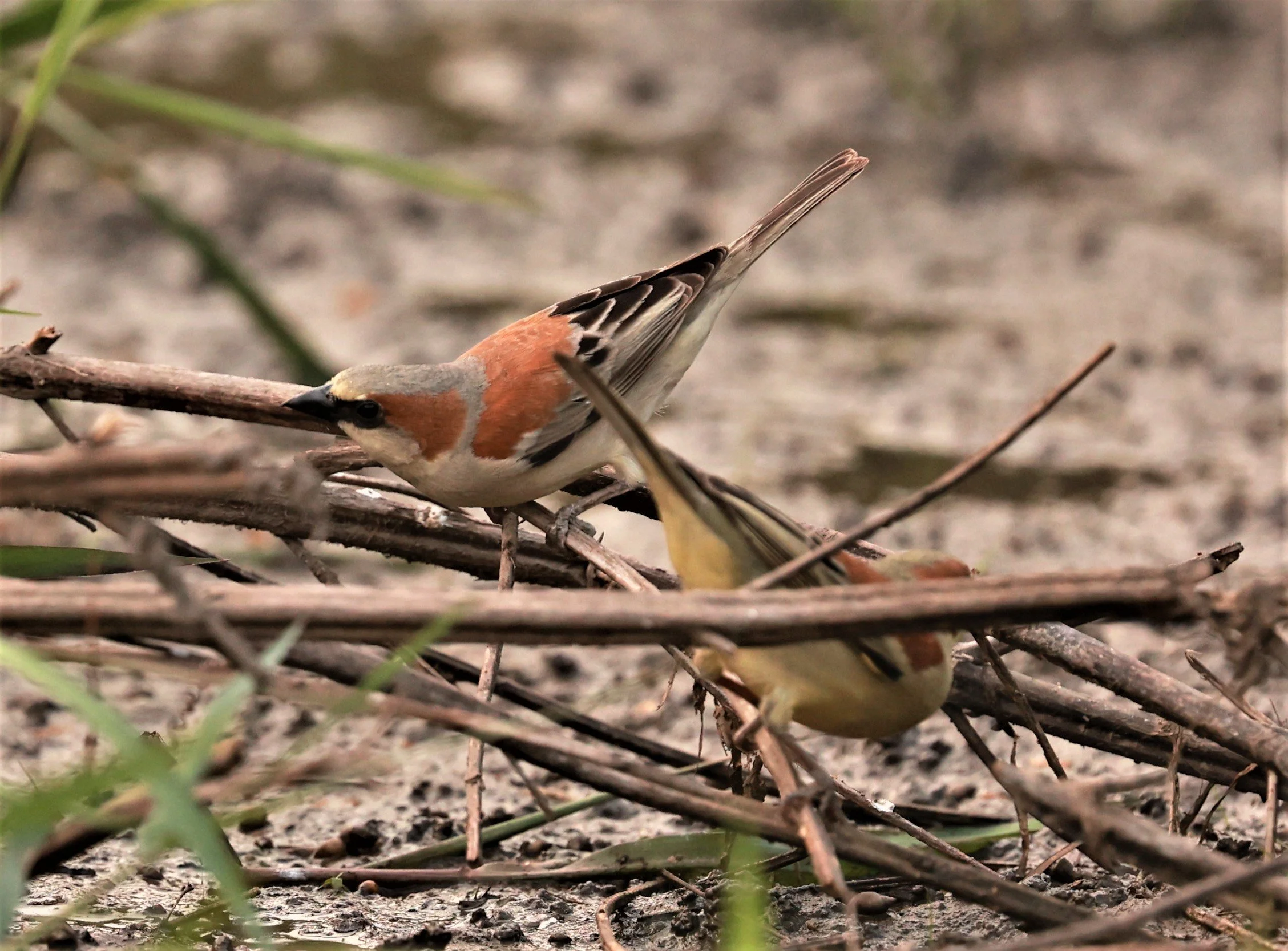 Plain-backed Sparrow (Passer flaveolus) Pathum Thani Rice Research Center (17).jpg