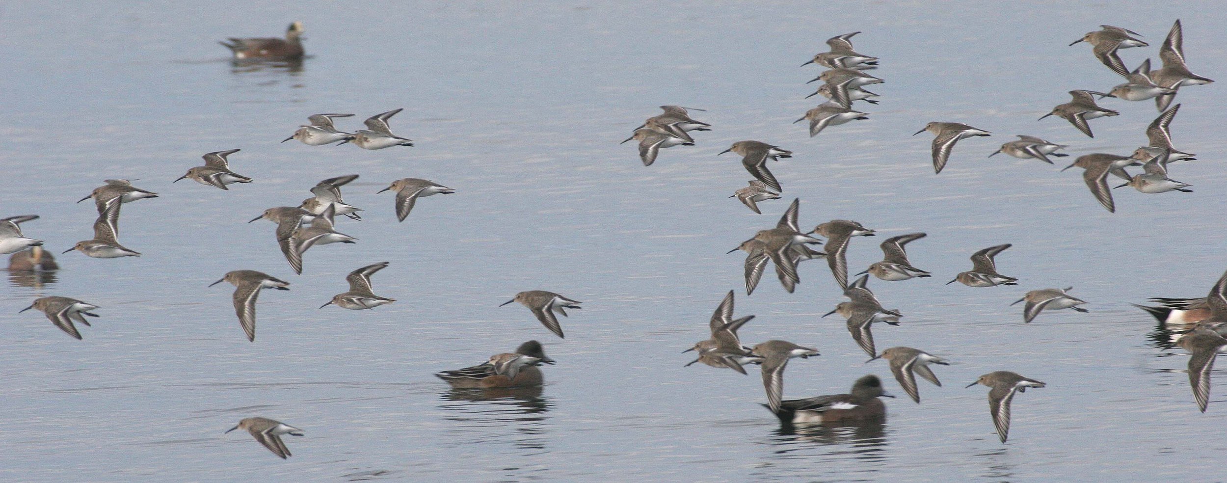 BIRD - DUNLINS - THREE CRABS (3).jpg