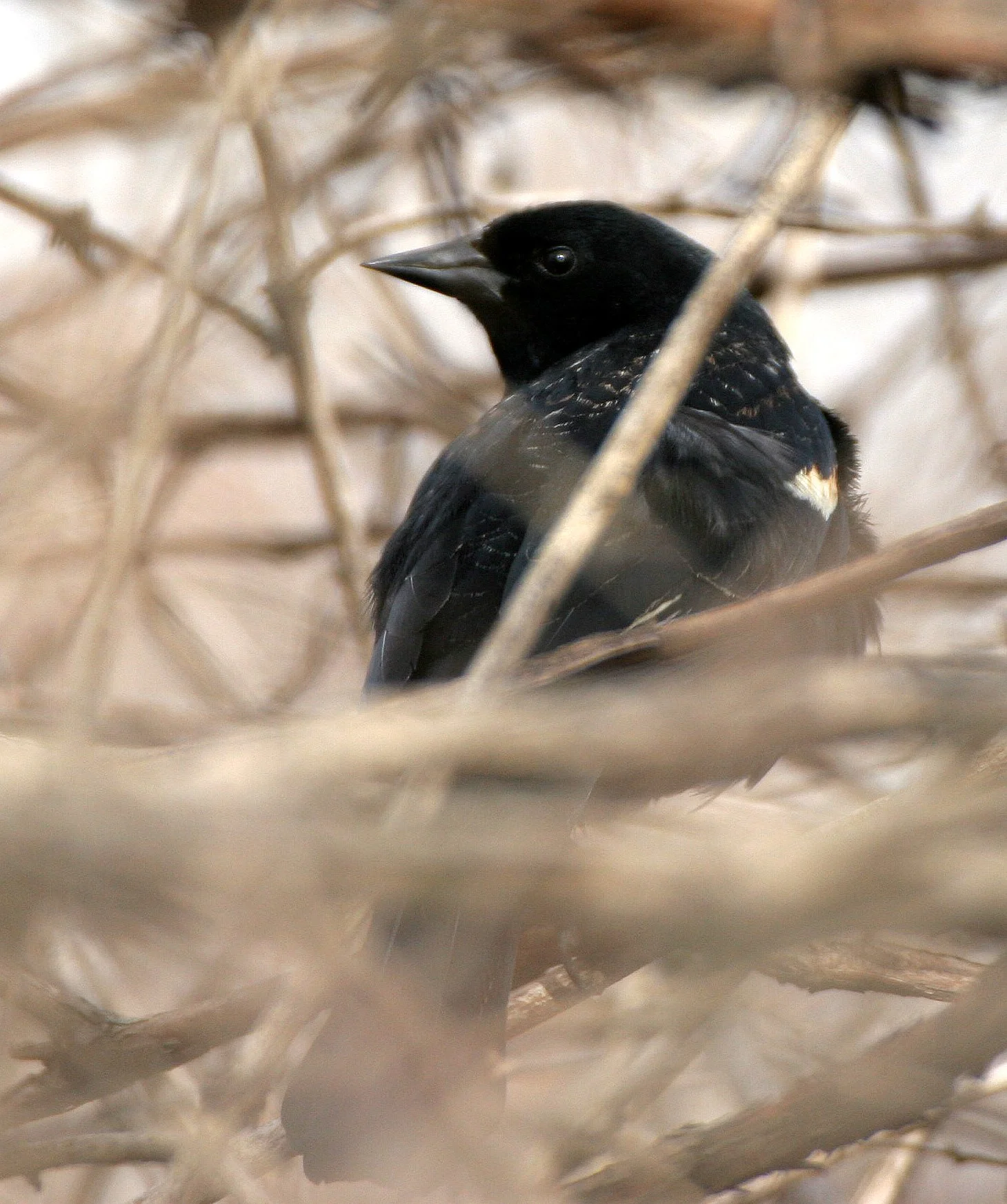 Red-winged Blackbird (Agelaius phoeniceus) Lincoln Marsh Wheaton Illinois (6).JPG