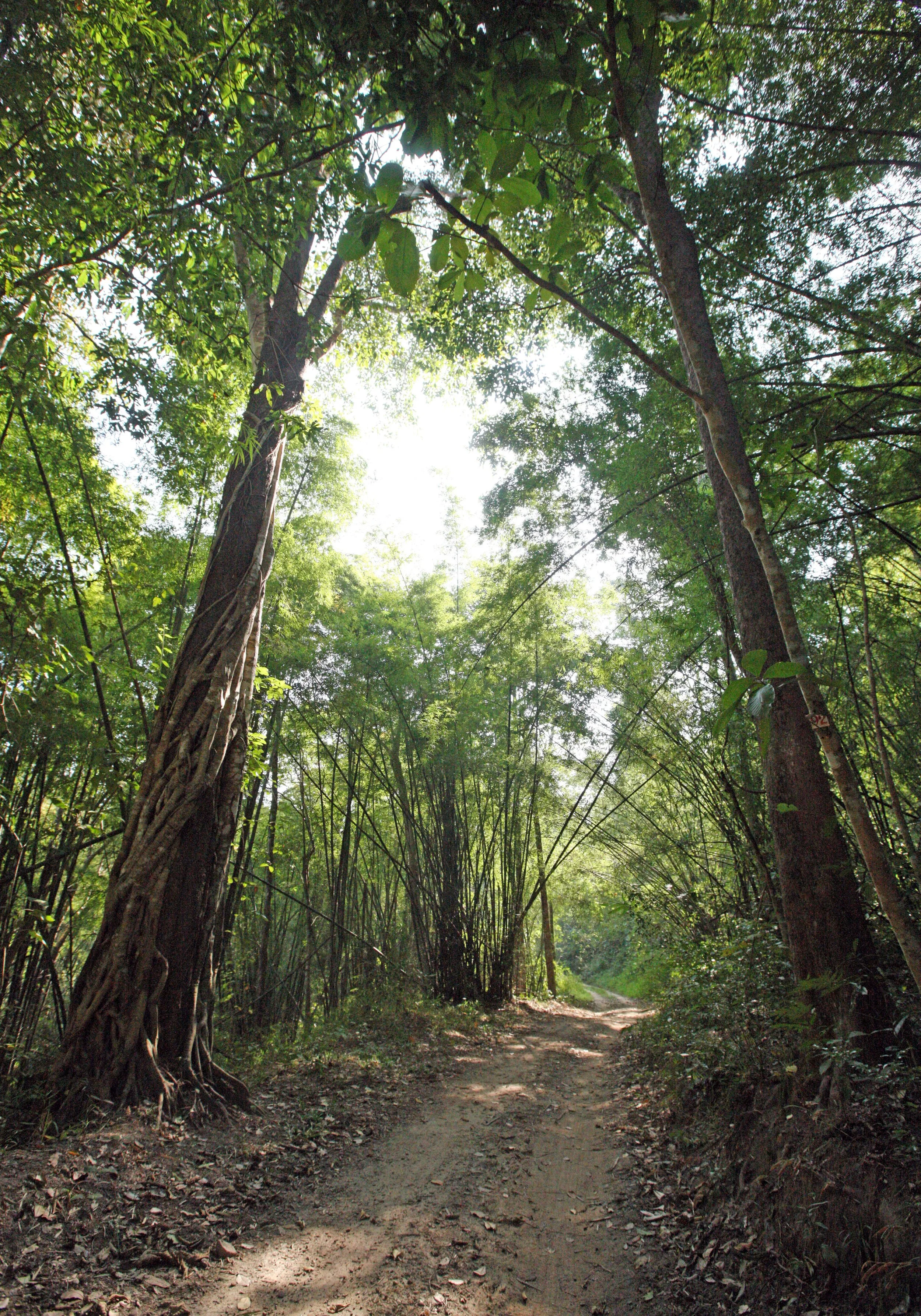 HUAI KHA KHAENG NATURE RESERVE - KAPOK KAPIEN STATION & MINERAL LICK - THAILAND (197).JPG