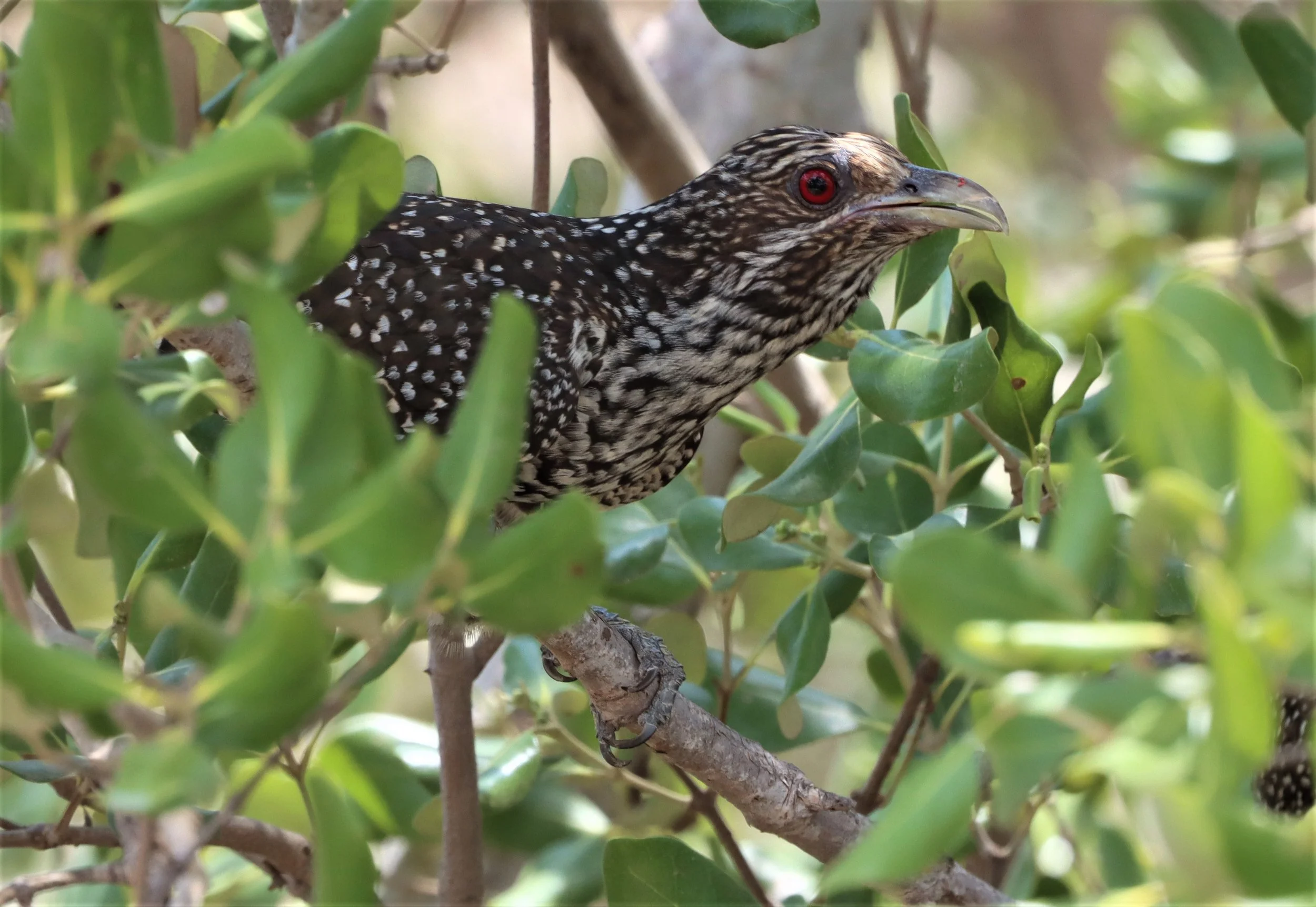 Asian Koel (Eudynamys scolopacea) Pak Thale Salt Ponds Petchaburi Thailand (17).jpg