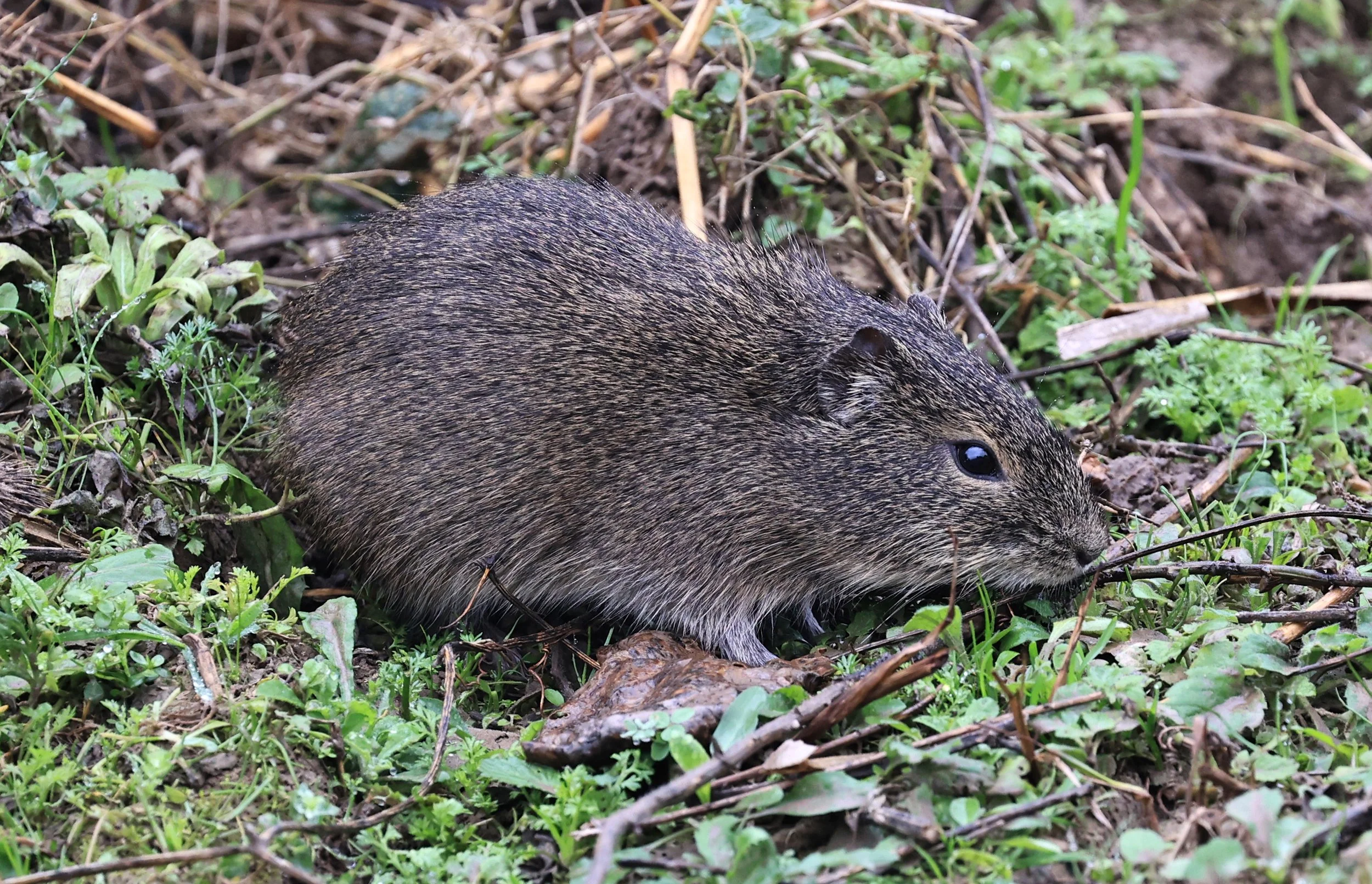 Brazilian Guinea Pig or Cavy (Cavia aperea) Reserva Natural Ceibas, Entre Rios, Argentina (236).jpg