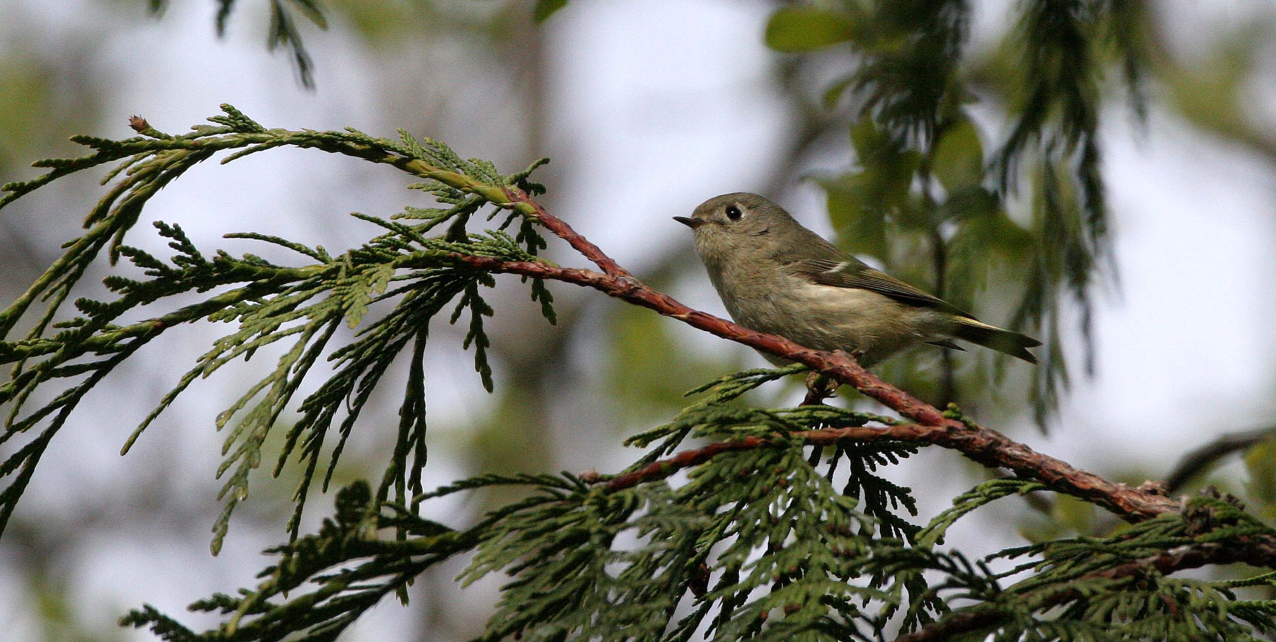 Hutton's Vireo (Vireo huttoni) Lake Farm Olympic Peninsula Washington (14).JPG