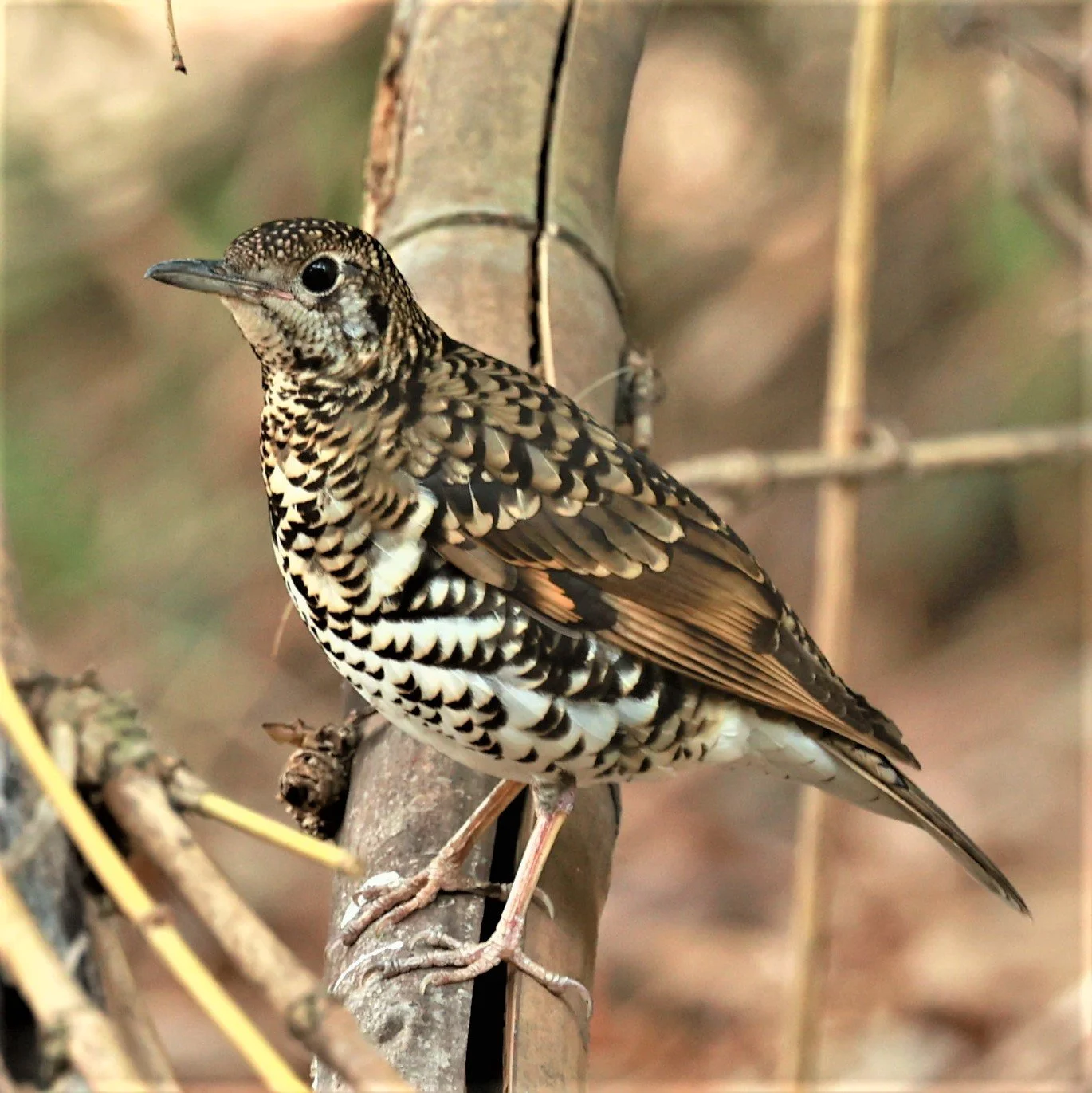 White's Thrush (Zoothera aurea) Putthamonthon Park Nakhon Pathom Thailand (216).jpg