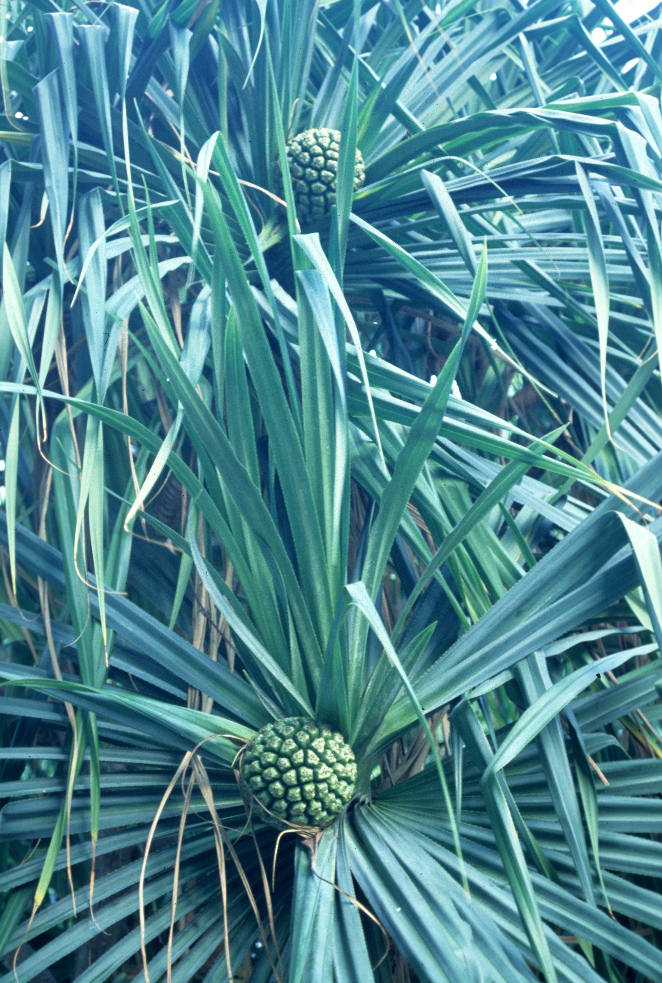 HAWAII - HAWAII - HALA - PANDANUS ODORATISSIMUS.jpg