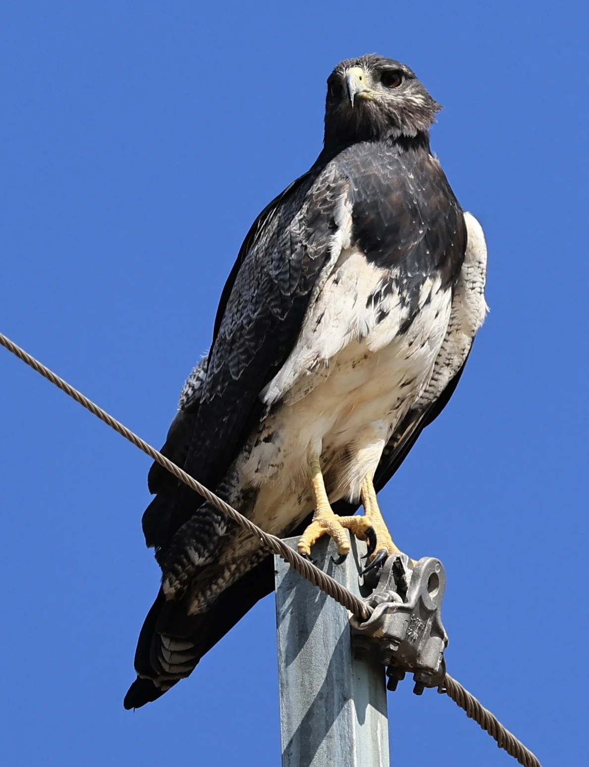 Black-chested buzzard-eagle (Geranoaetus melanoleucus) Chaco Lodge & Laguna Salada 