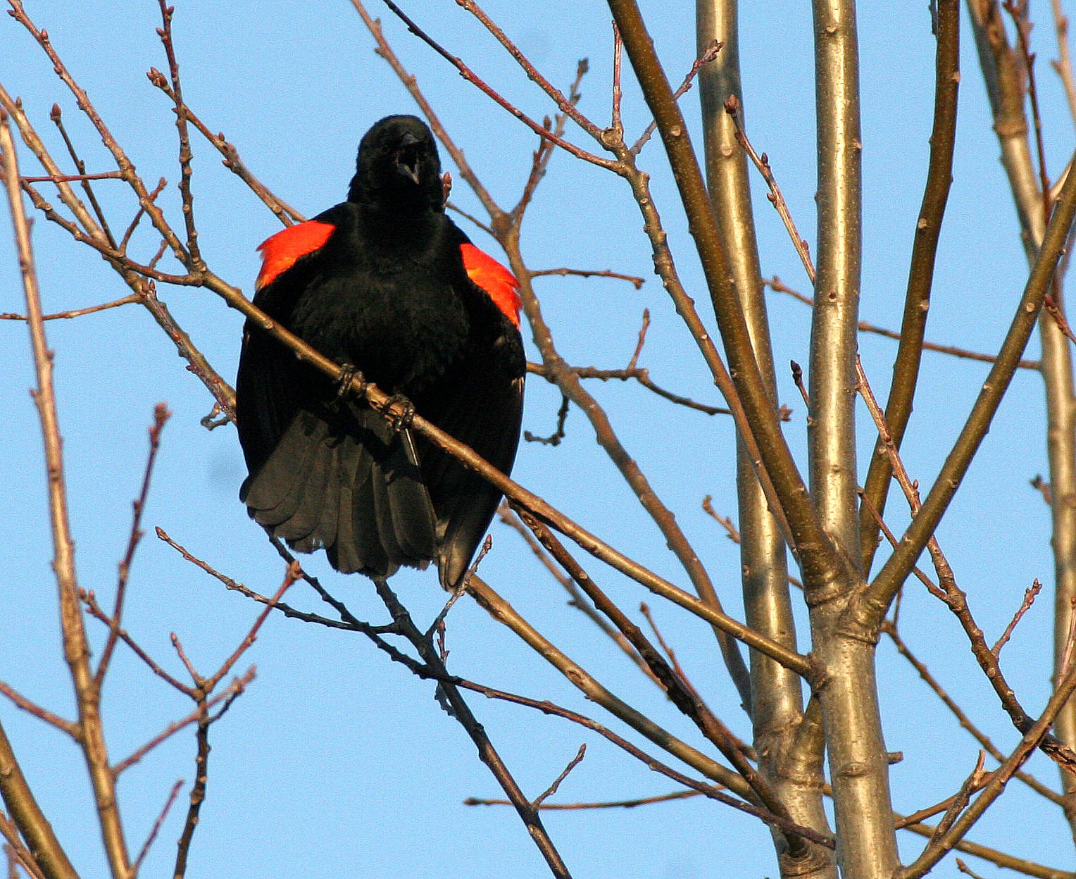 Red-winged Blackbird (Agelaius phoeniceus) Danada Preserve Wheaton Illinois (1).JPG