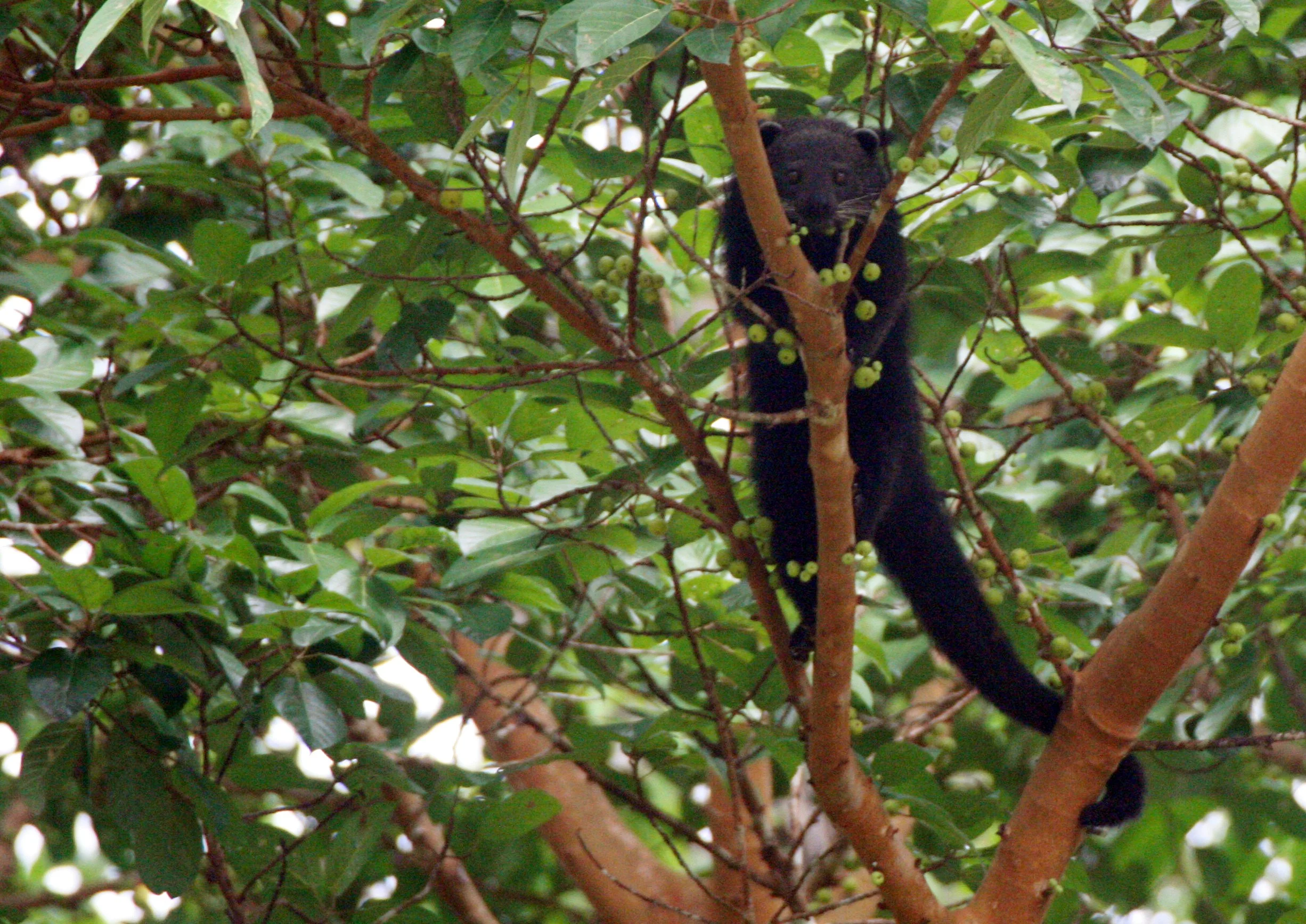 Arctictis binturong pageli -  BORNEAN BINTURONG (BEARCAT) - FEEDING ON FICUS - TABIN WILDLIFE RESERVE BORNEO (9).JPG