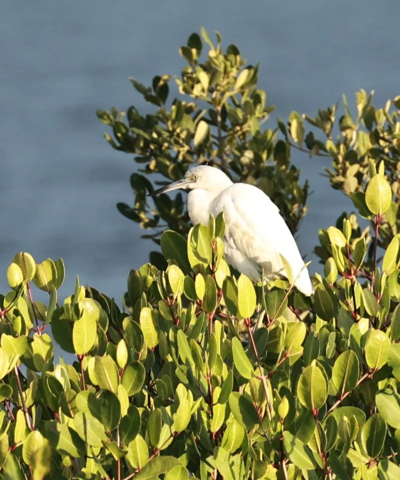 Little Blue Heron (Egretta caerulea) juvenile - Superagui National Park, Brazil (6).jpg