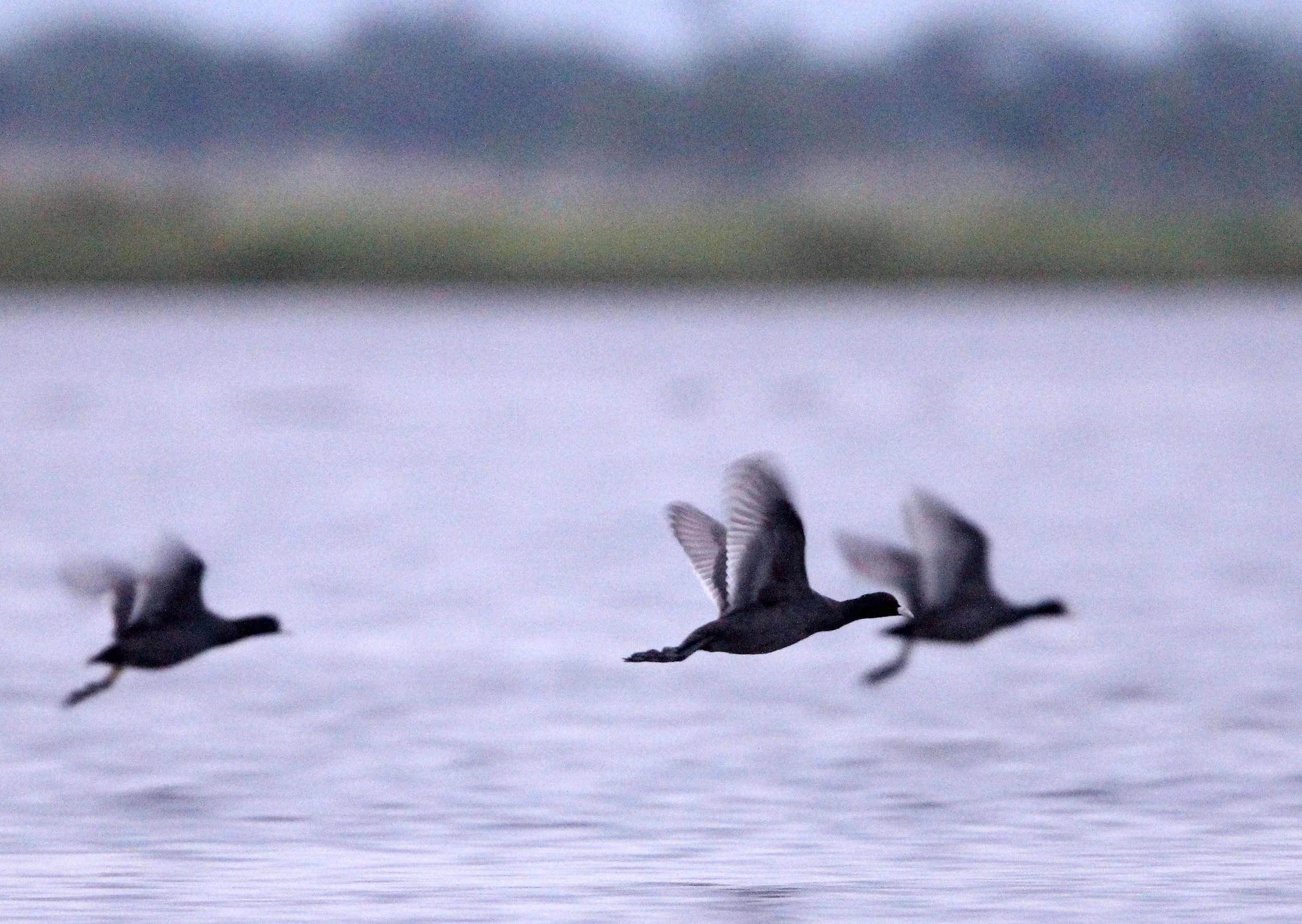 Common Coot (Fulica atra) Red Lotus Sea Udon Thani Thailand (5).JPG