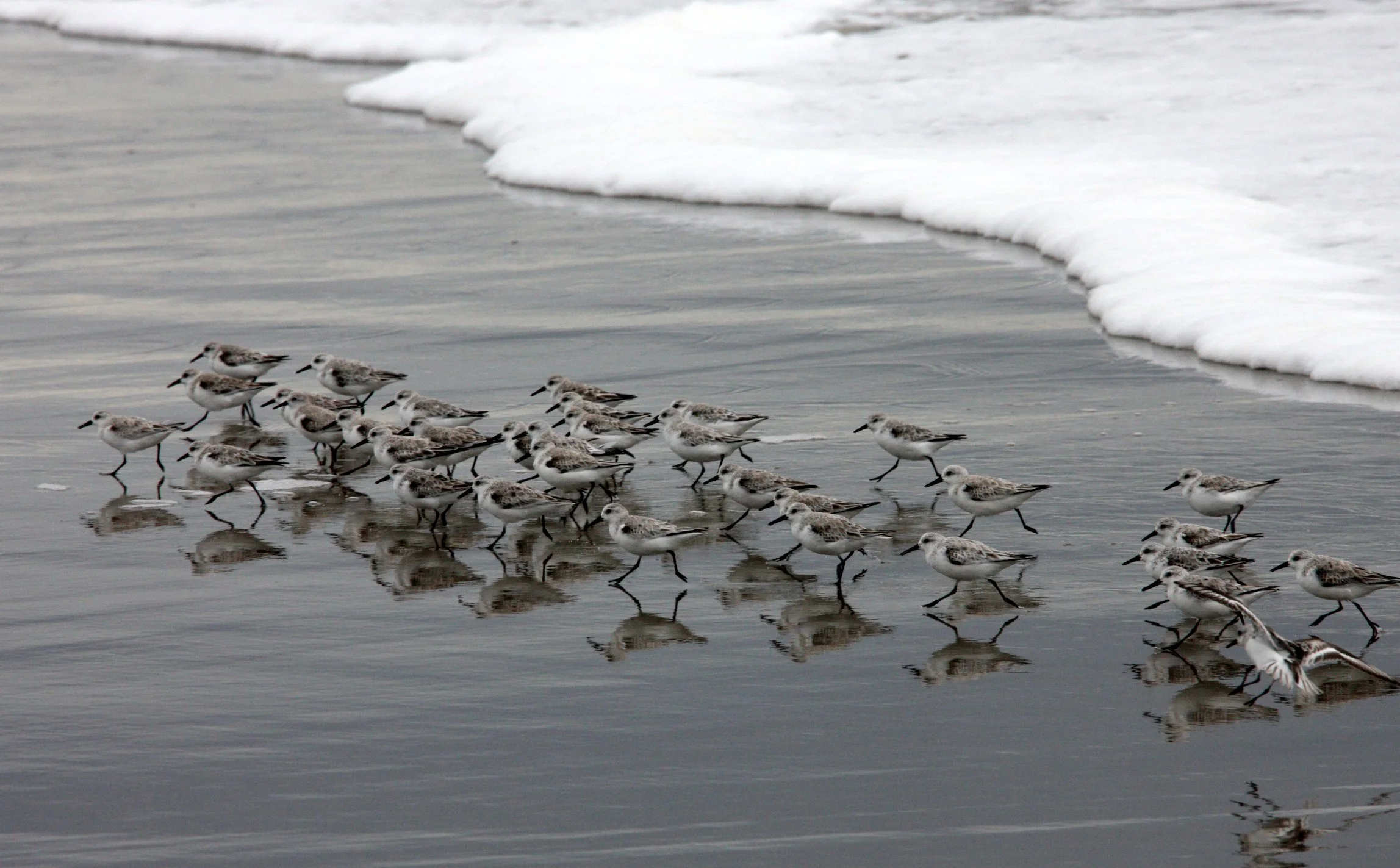 BIRD - SANDERLINGS - SUNSET BEACH STATE BEACH CALIFORNIA (8).JPG