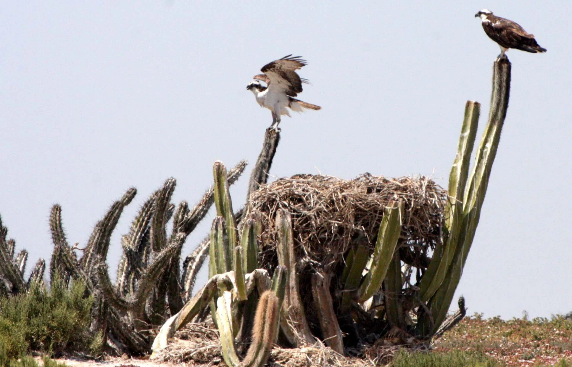 Pandion haliaetus - OSPREY - SAN IGNACIO LAGOON BAJA MEXICO (123).JPG
