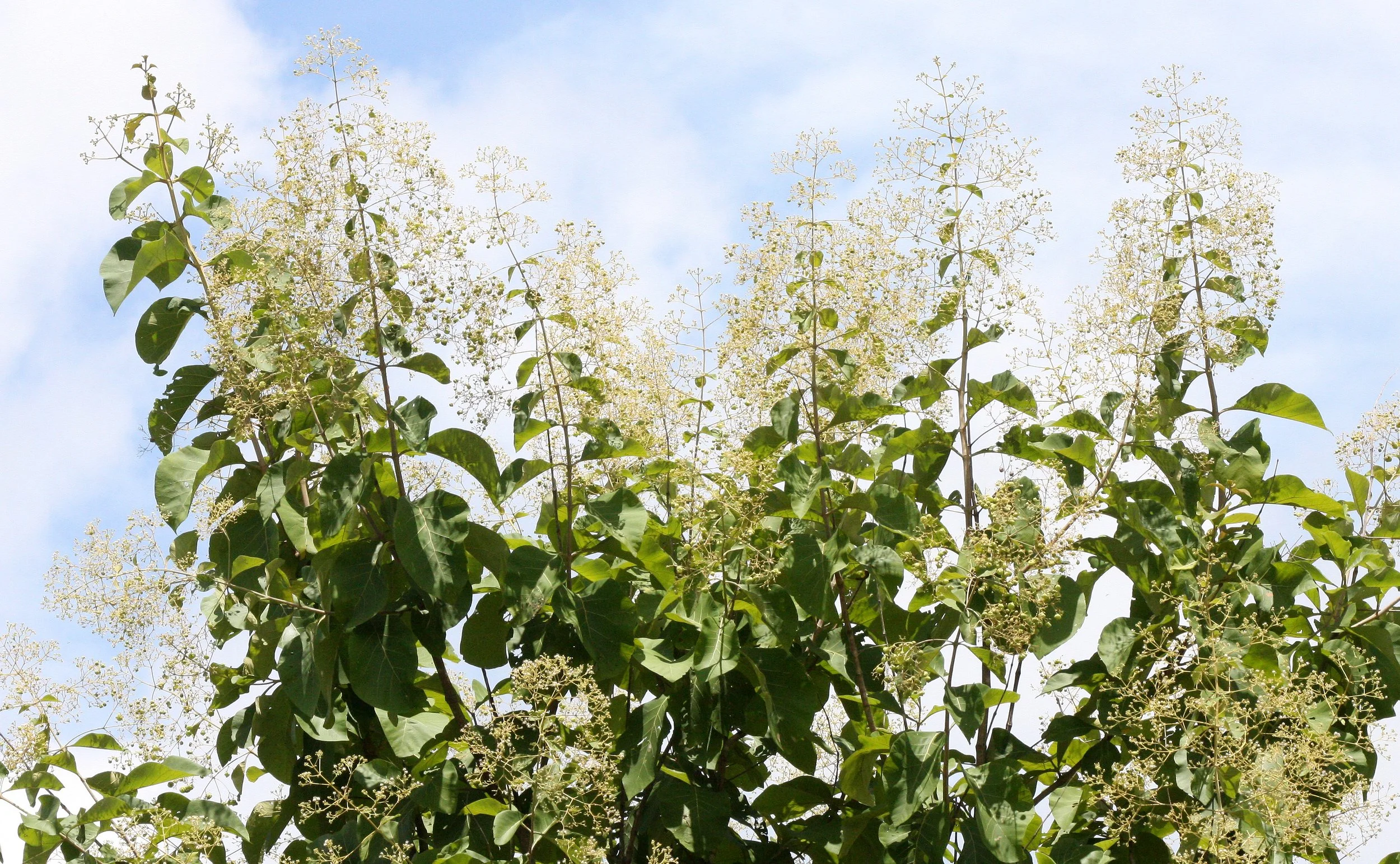 2008 Huai Kha Khaeng Road Trip - First Trip to the Park (124).JPG