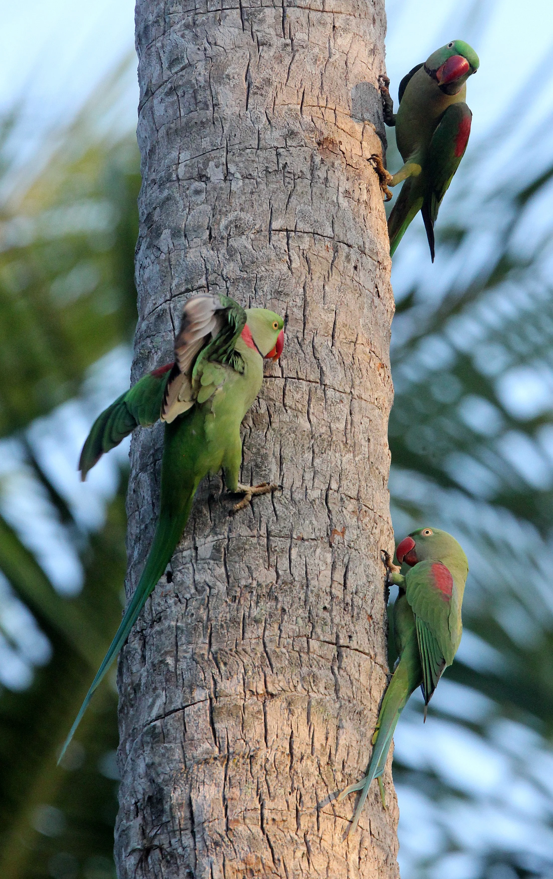 BIRD - PARAKEET - ALEXANDRINE PARAKEET - NIGAMBU FOREST AREA SRI LANKA (37).JPG