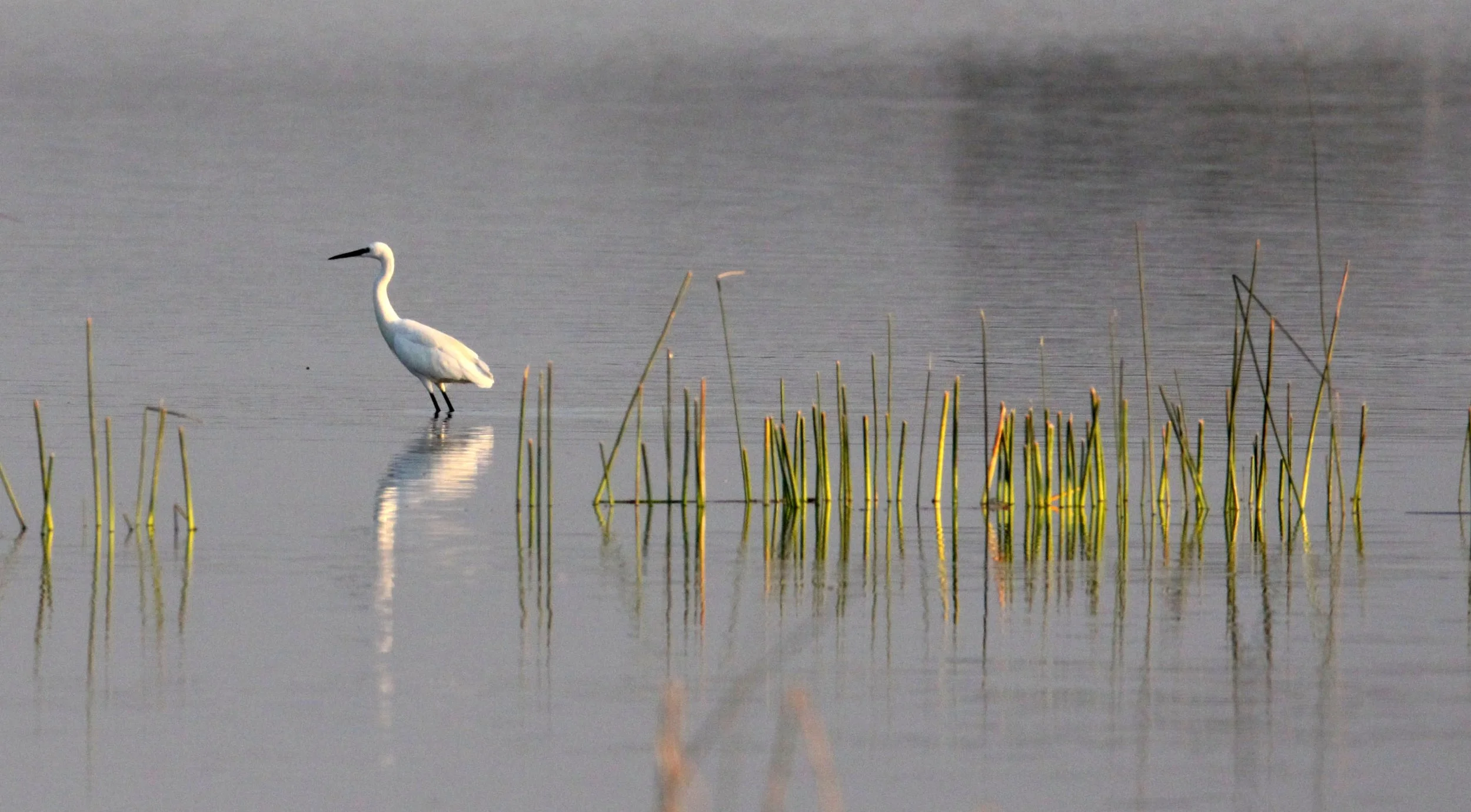 EGRET - EASTERN GREAT EGRET - Ardea (alba) modesta - LITTLE RANN OF KUTCH GUJARAT INDIA (16).JPG