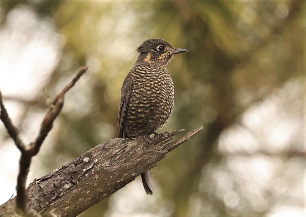 ROCK-THRUSH - CHESTNUT-BELLIED ROCK-THRUSH - Monticola rufiventris - KIEW LOM CAMPGROUND, DOI PHA HOM POK NATIONAL PARK CHIANG MAI (20).jpg
