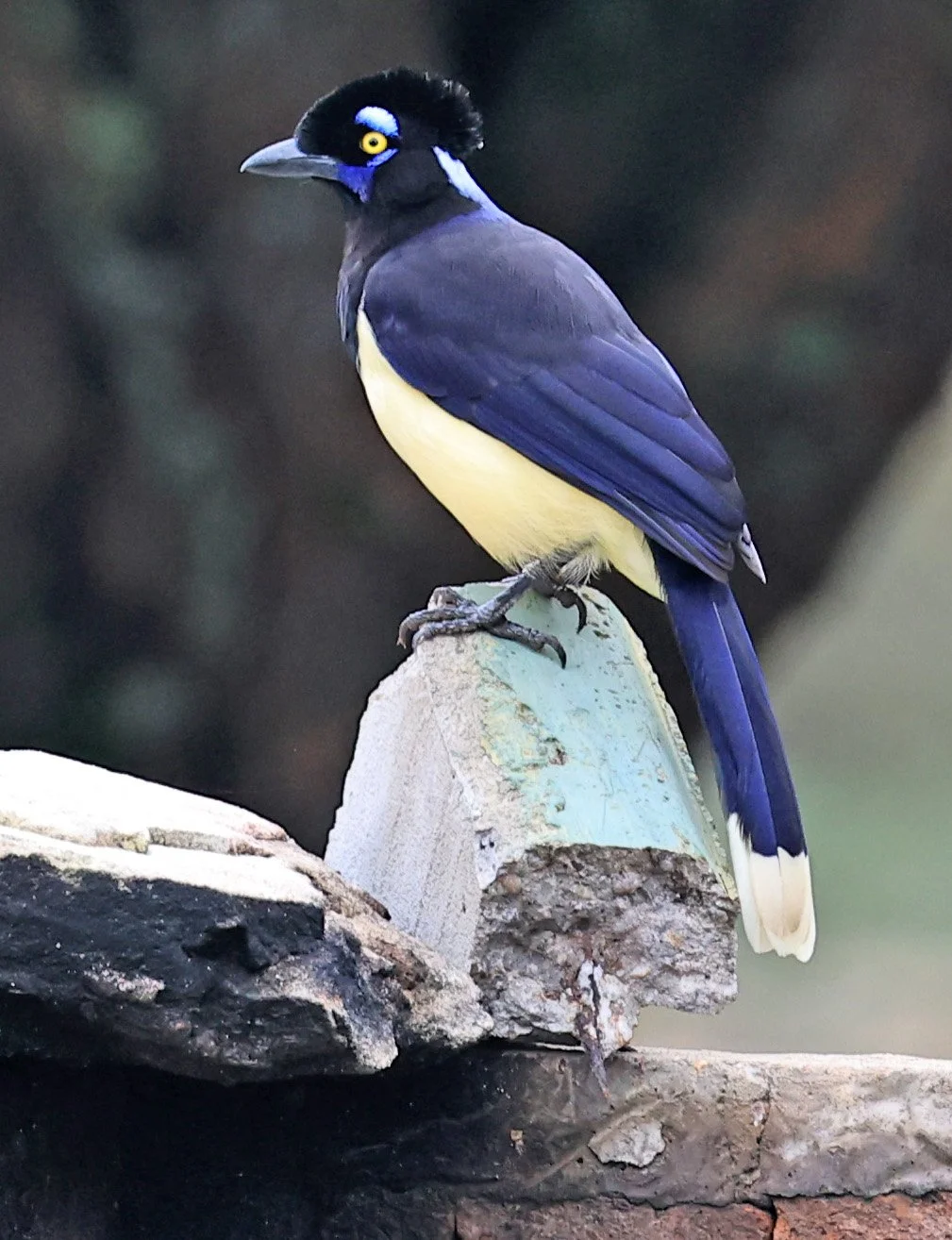 Plush-crested Jay (Cyanocorax chrysops) El Palmar National Park, Entre Rios, Argentina (31).jpg