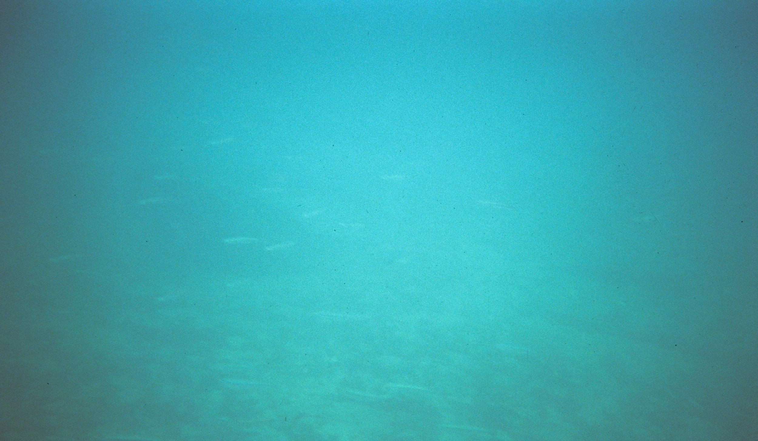 FISH - HERRING SWIMMING THE LAKE FARM KELP FORESTS A.jpg