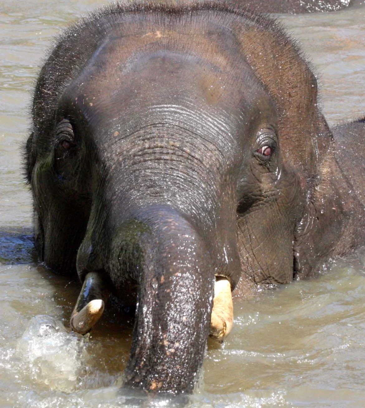 2008 Lampang City & Elephant Center (90).JPG