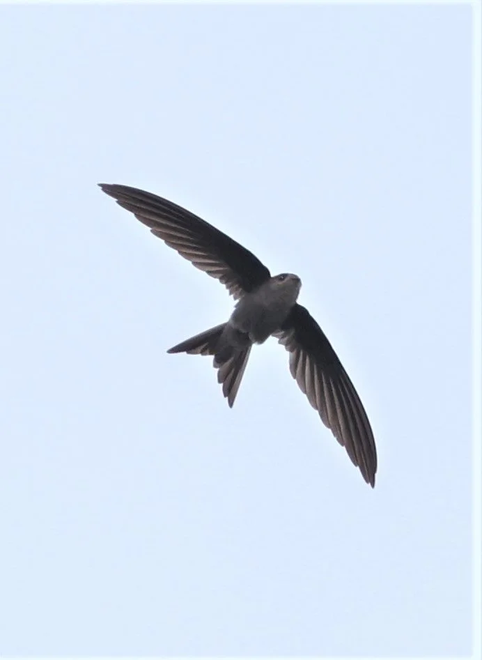 Asian Palm Swift (Cypsiurus balasiensis) Thap Yao Rice Fields Lat Krabang Thailand (3).jpg