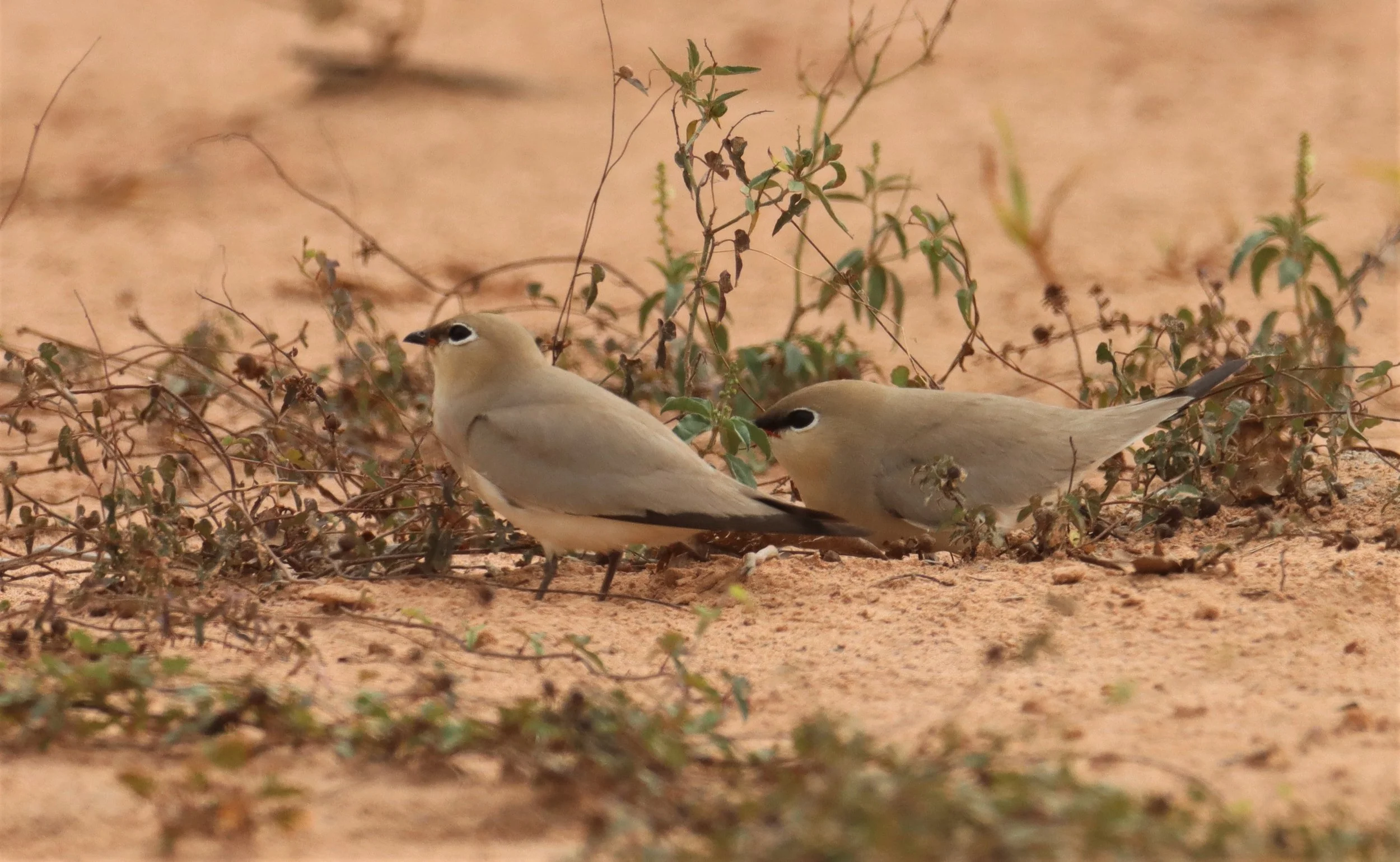 PRATINCOLE - SMALL PRATINCOLE - Glareola lactea - KABIN BURI WETLANDS 15KM OUT ON 304 (169).jpg