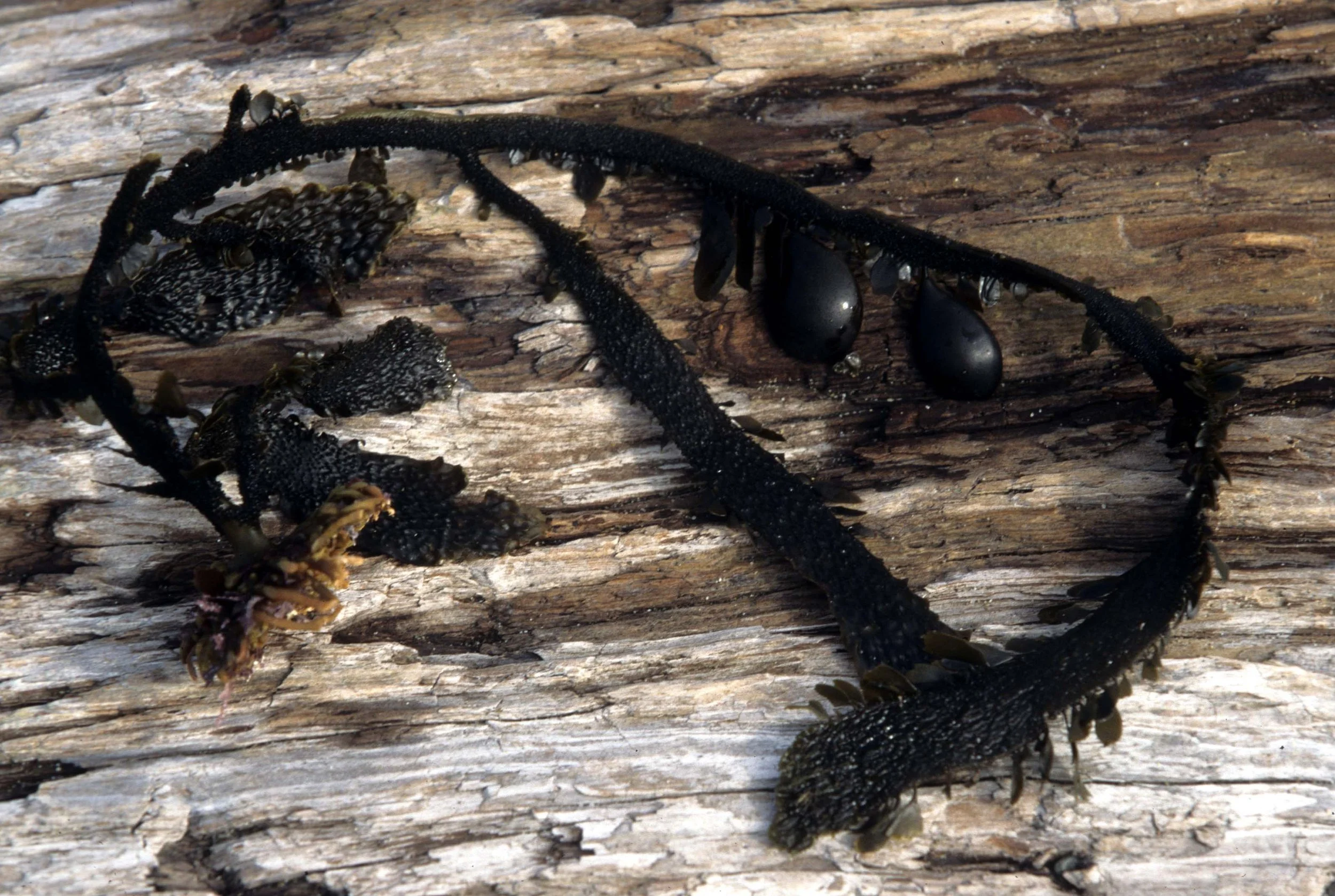 CALIFORNIA - BODEGA BAY - MARINE ALGAE SPECIES (7).jpg